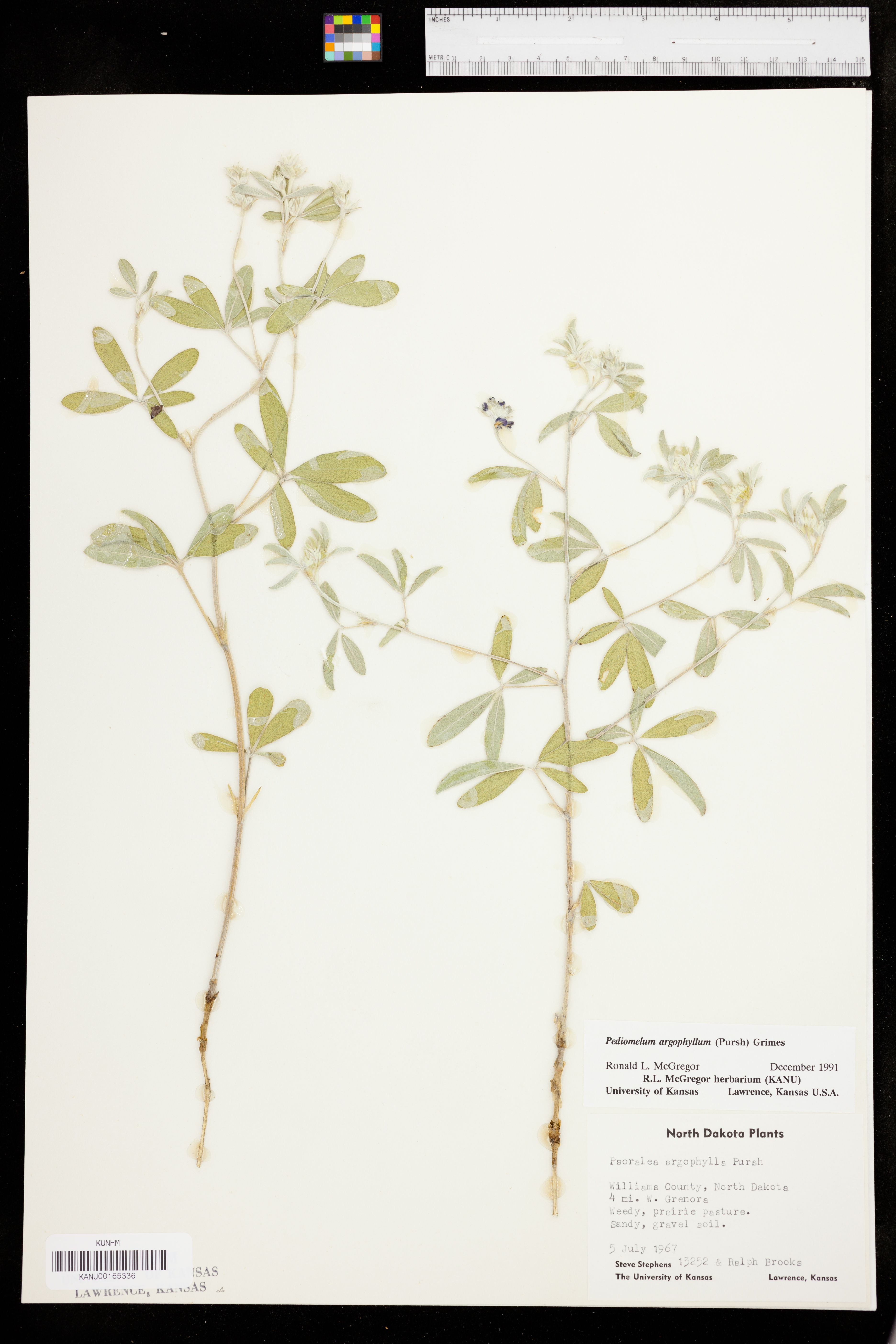 Pediomelum argophyllum image