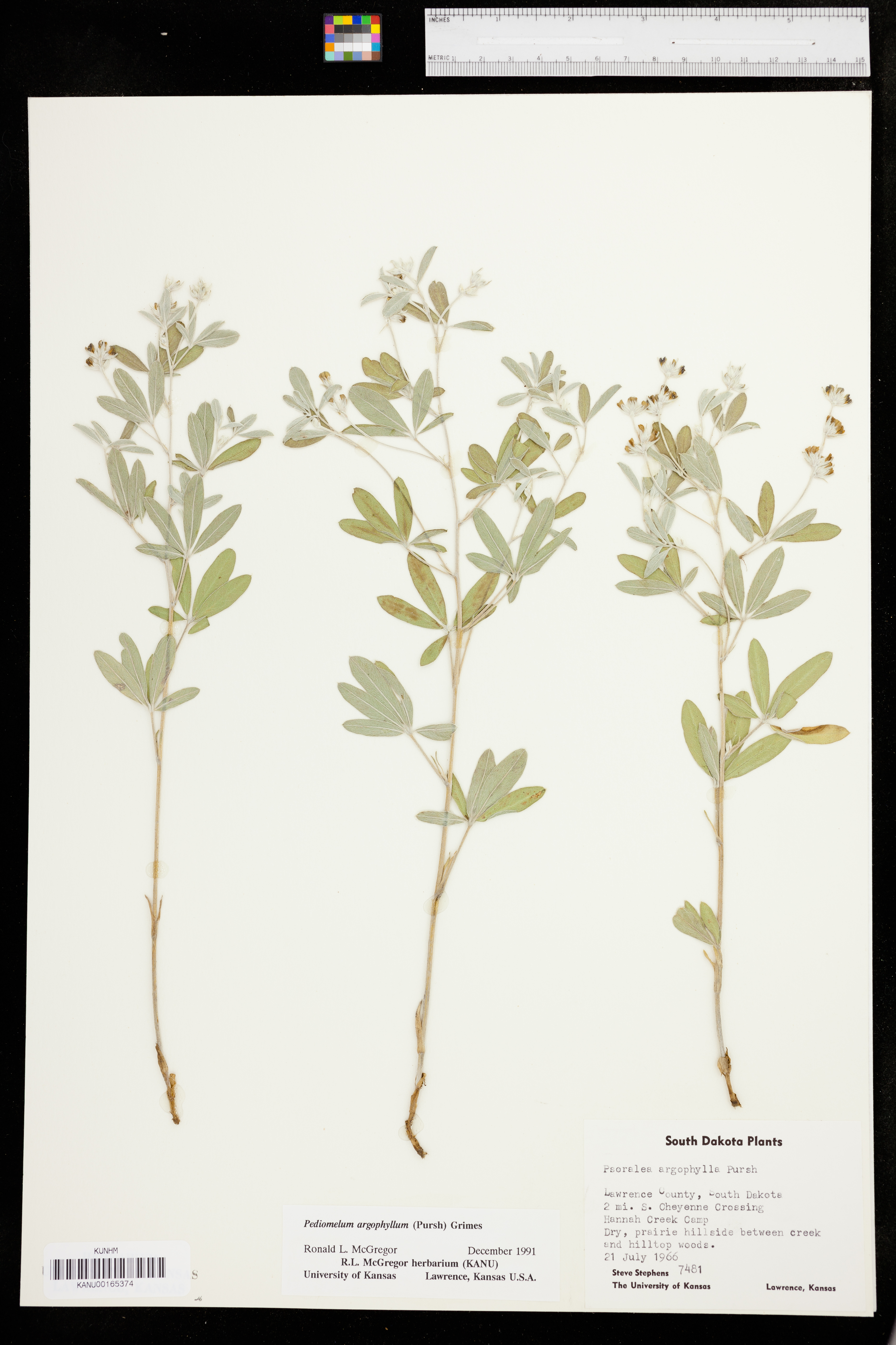 Pediomelum argophyllum image
