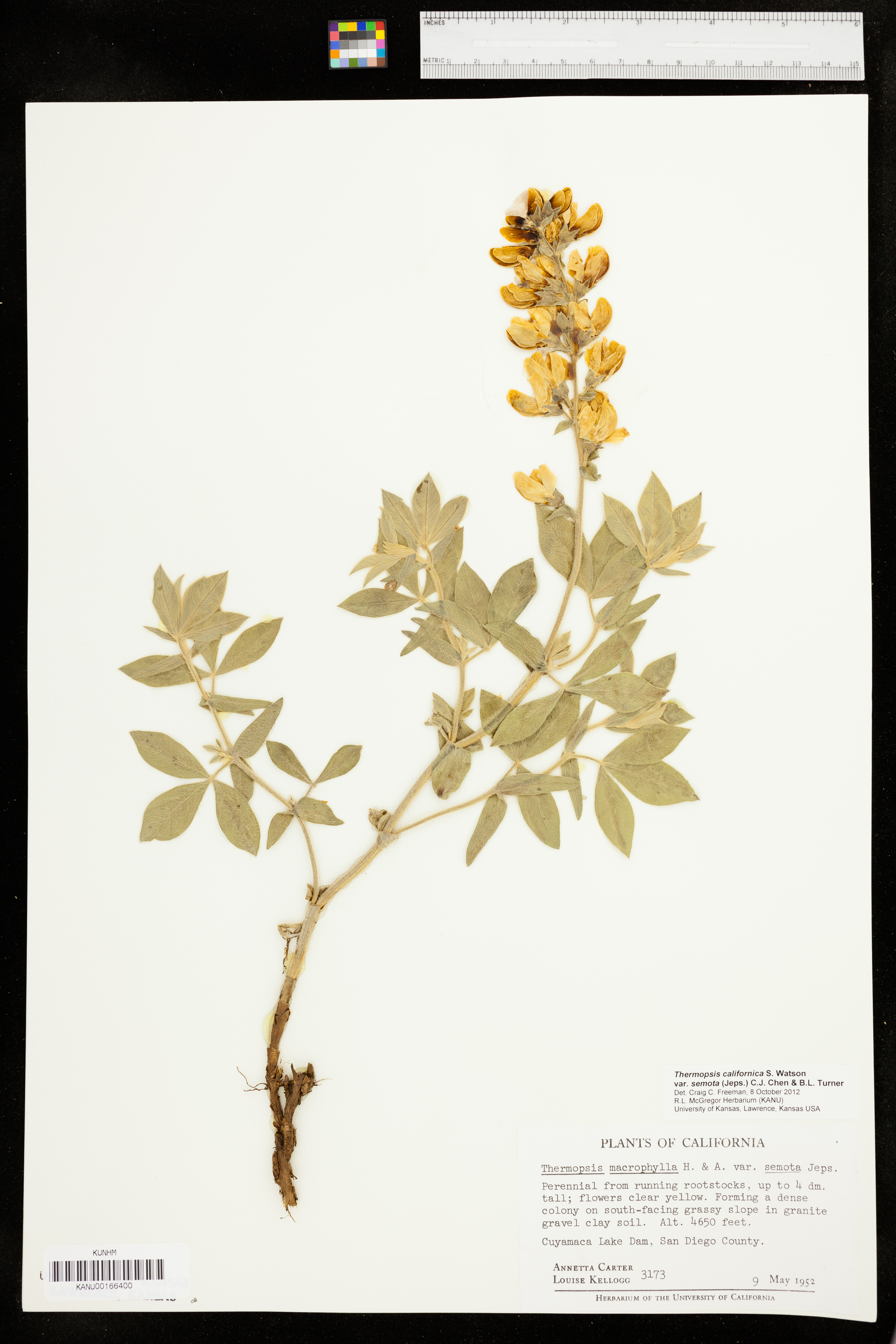 Thermopsis macrophylla var. semota image