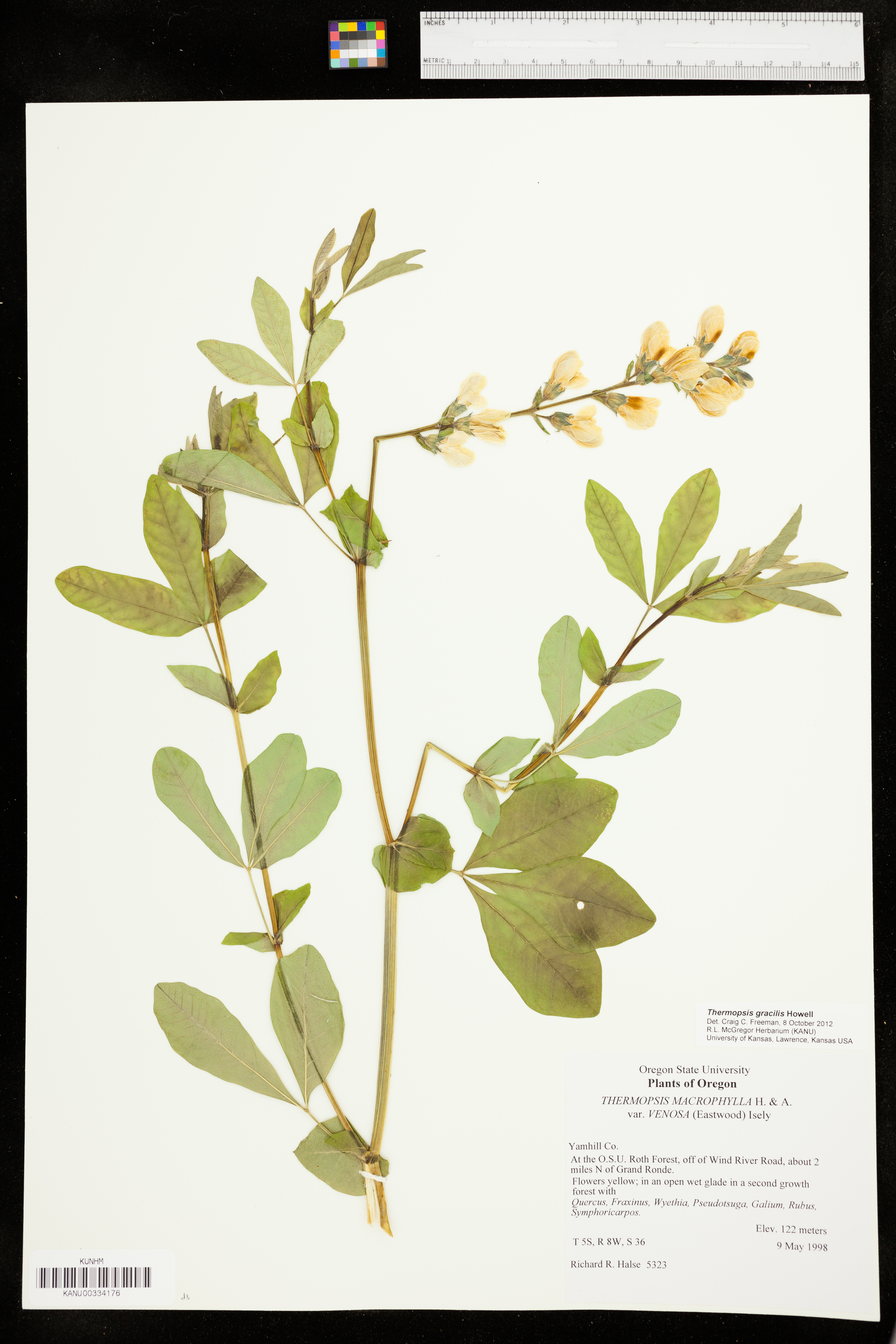 Thermopsis macrophylla image