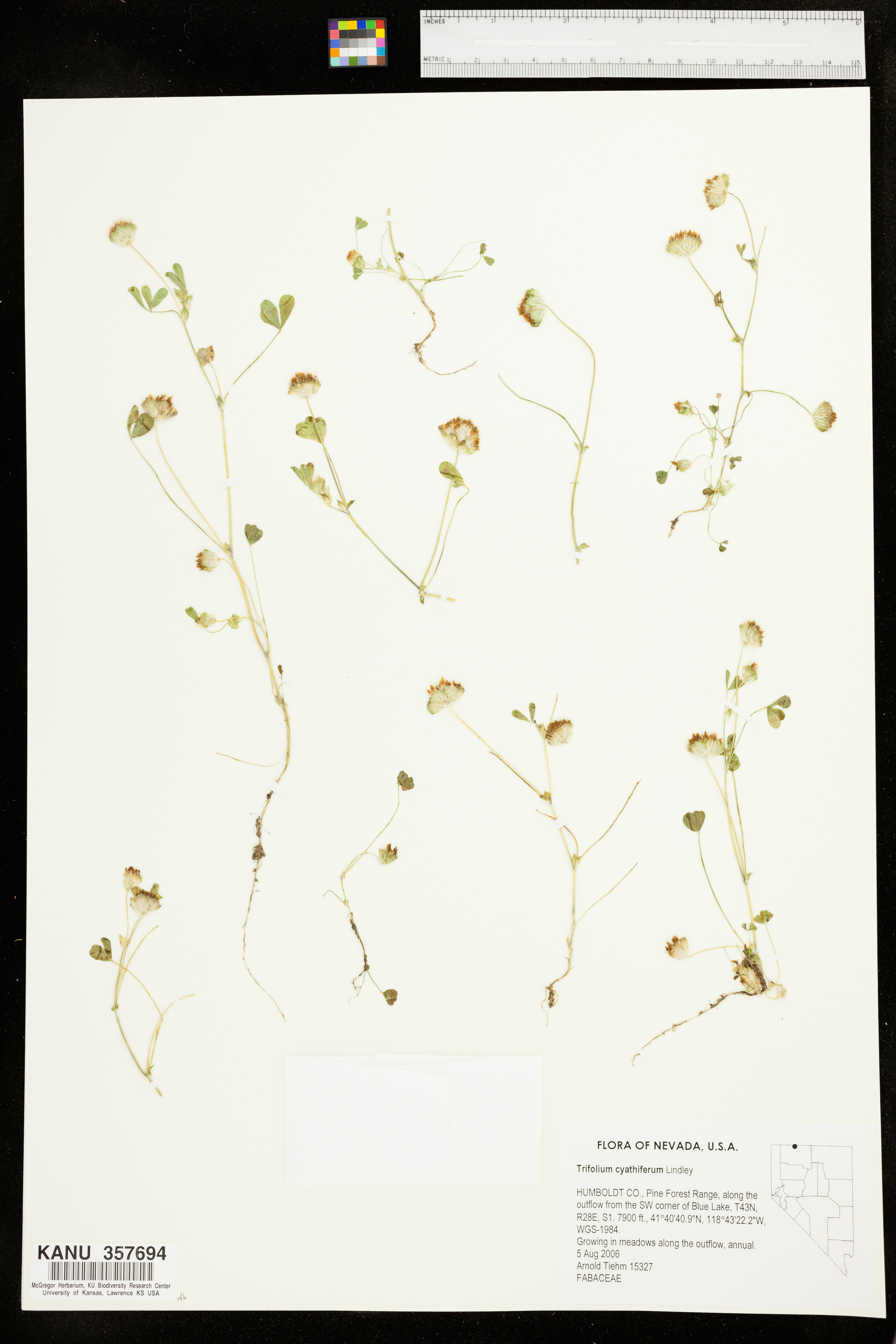 Trifolium cyathiferum image