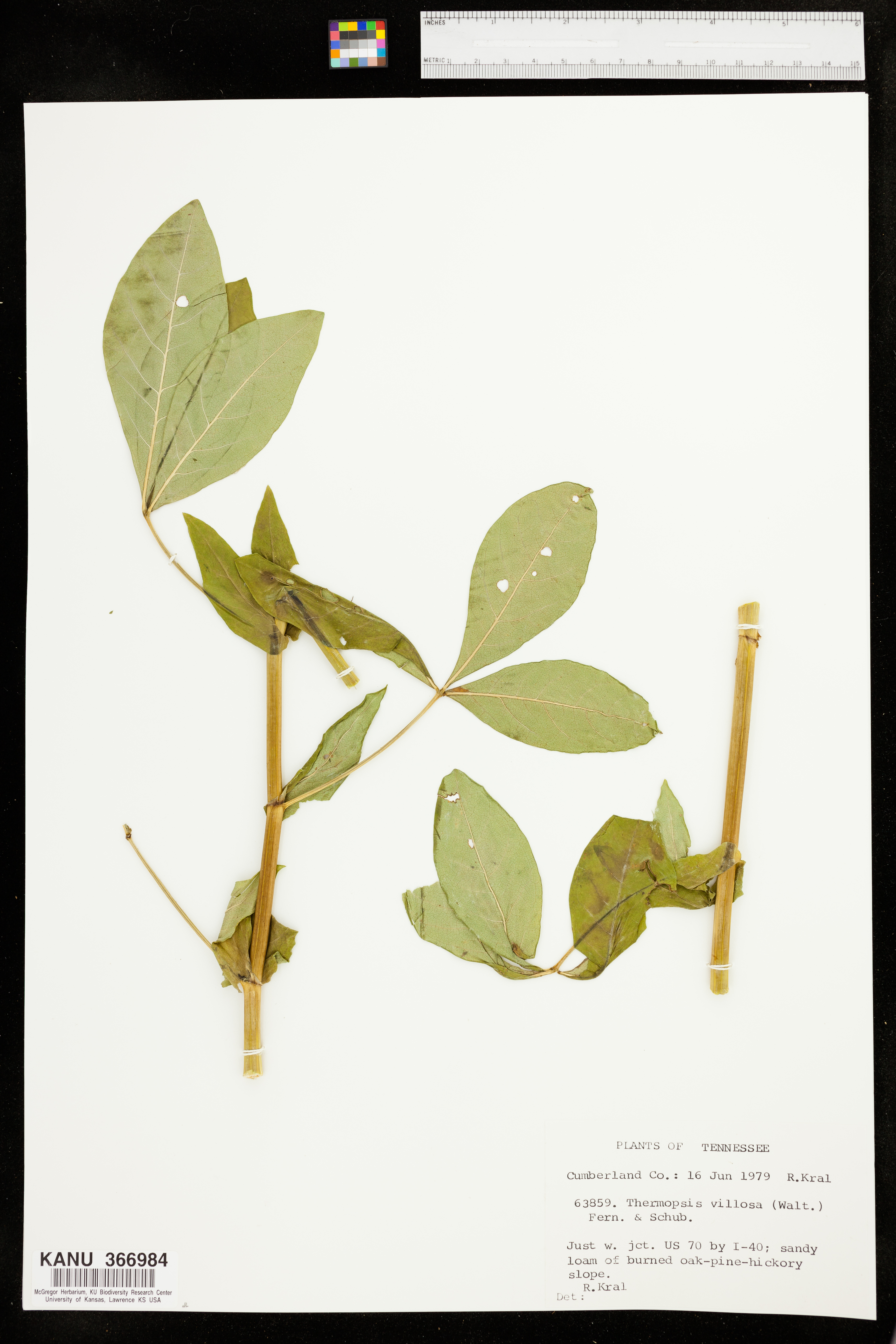 Thermopsis villosa image