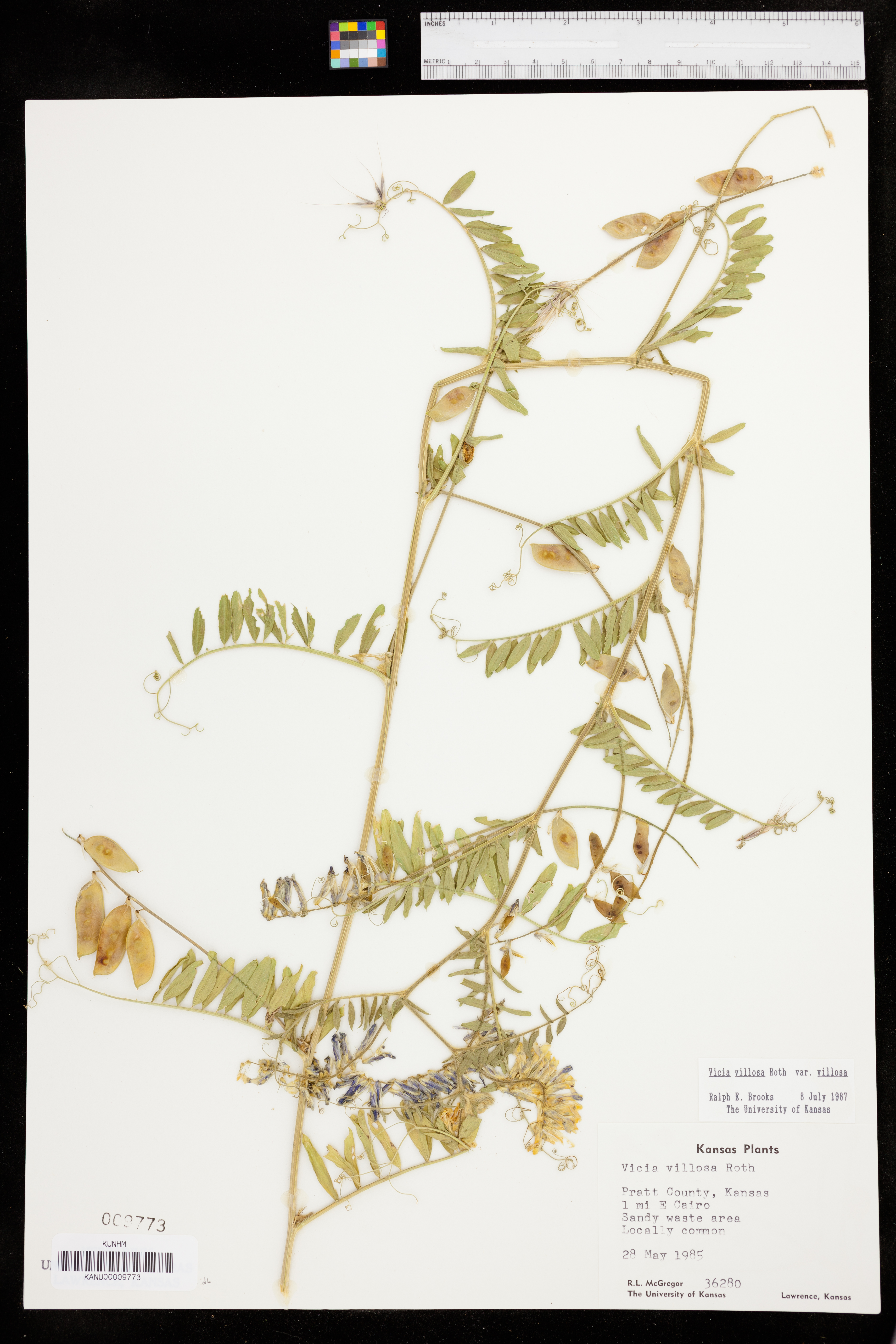 Vicia villosa var. villosa image