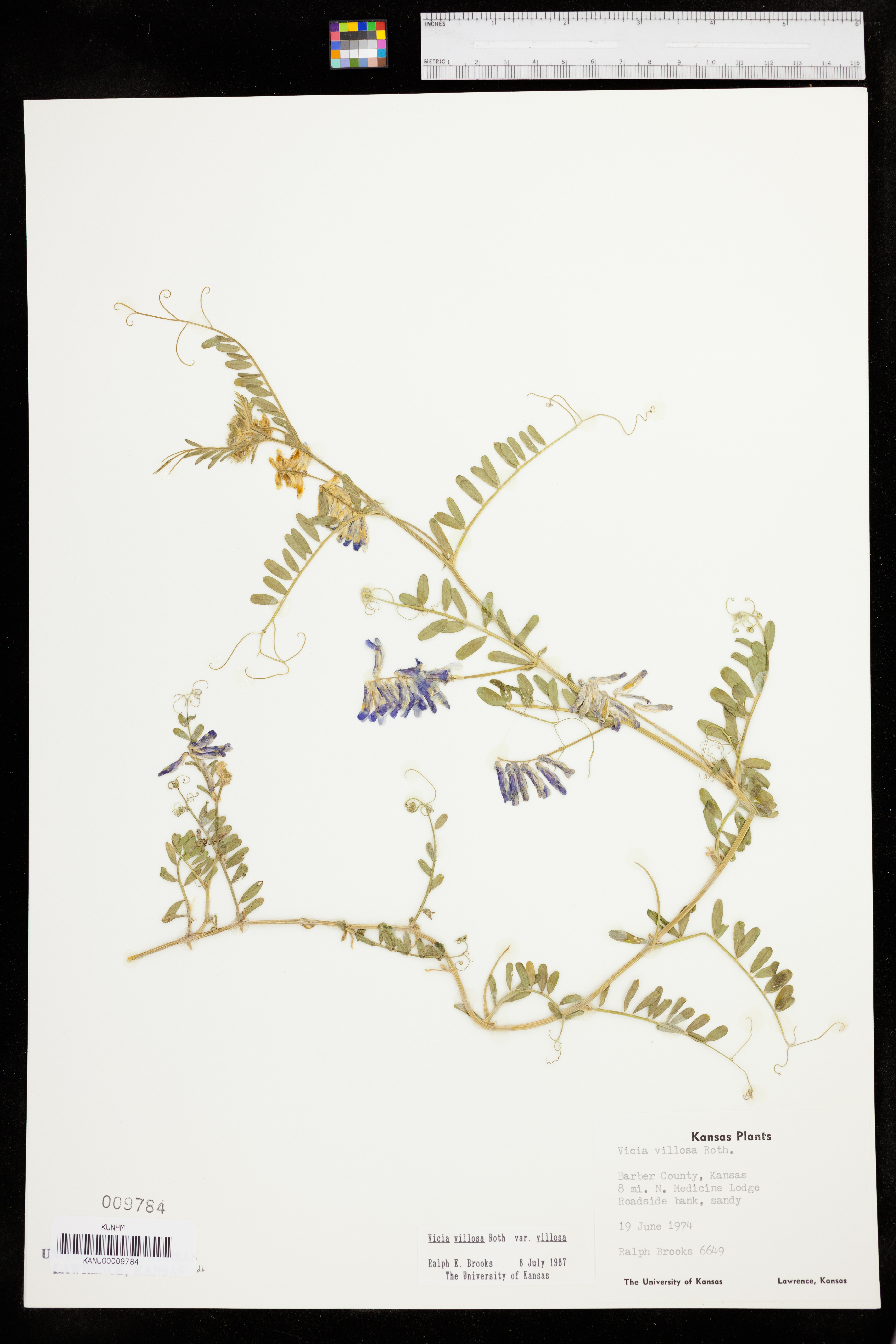 Vicia villosa var. villosa image