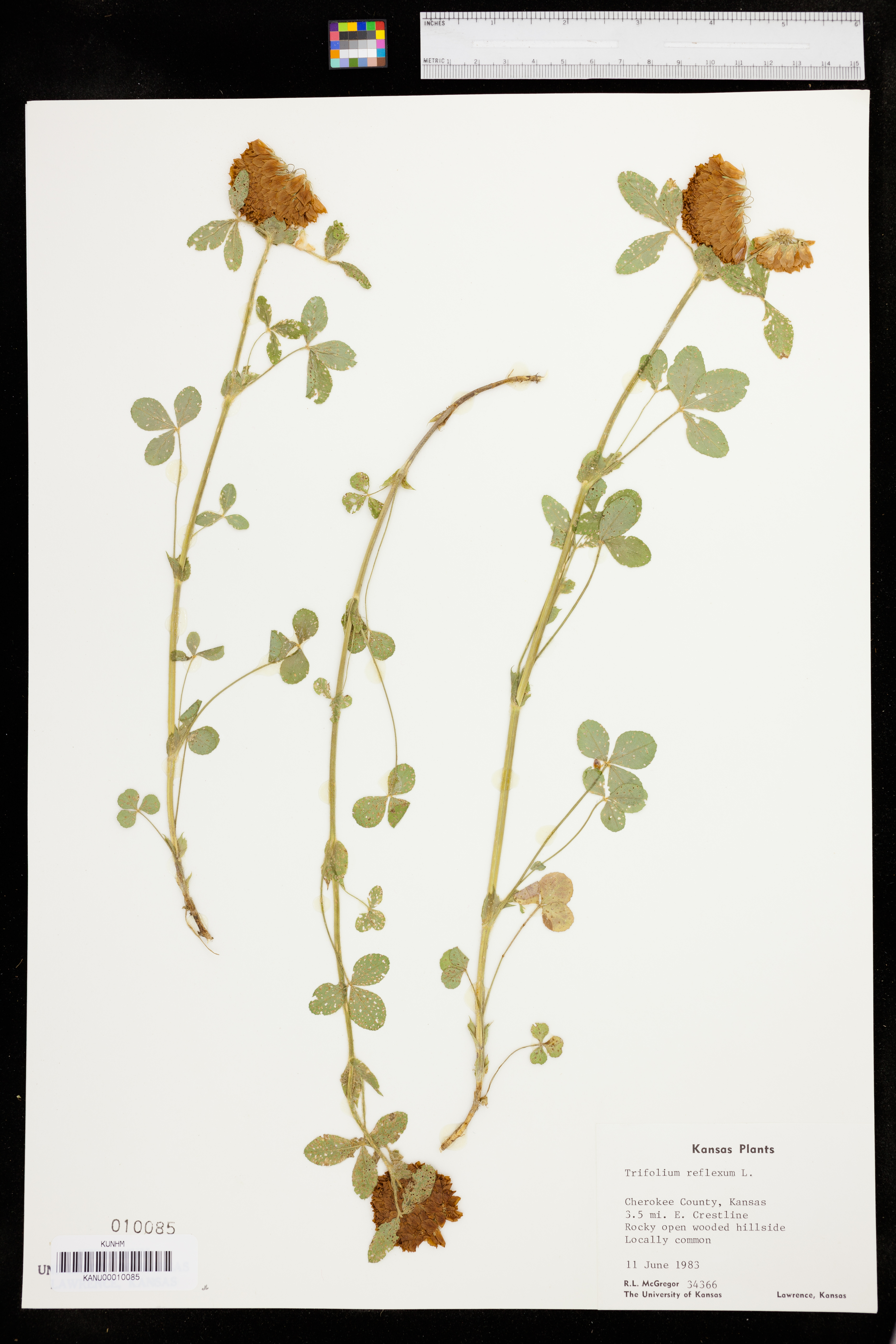 Trifolium reflexum image