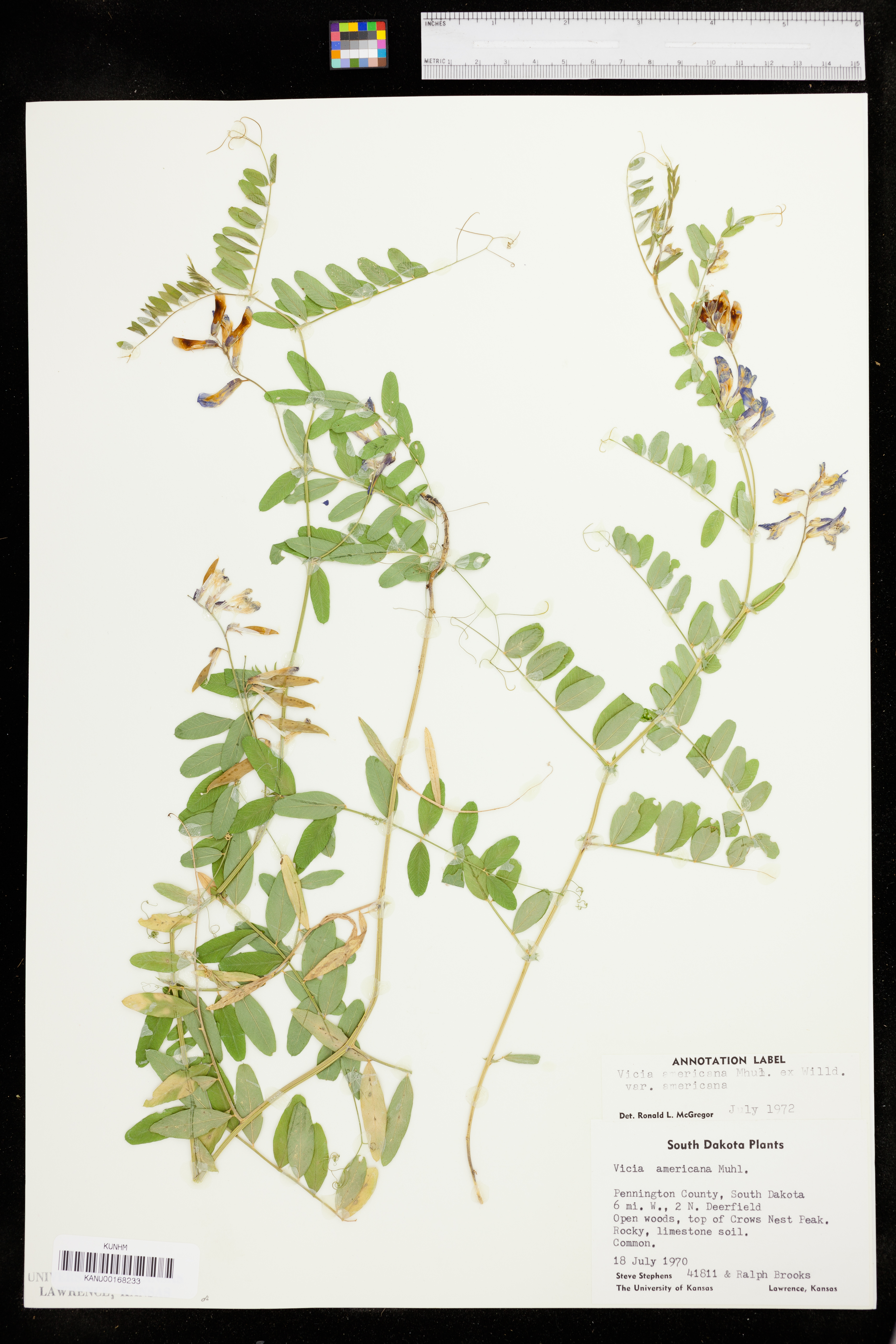 Vicia americana var. americana image