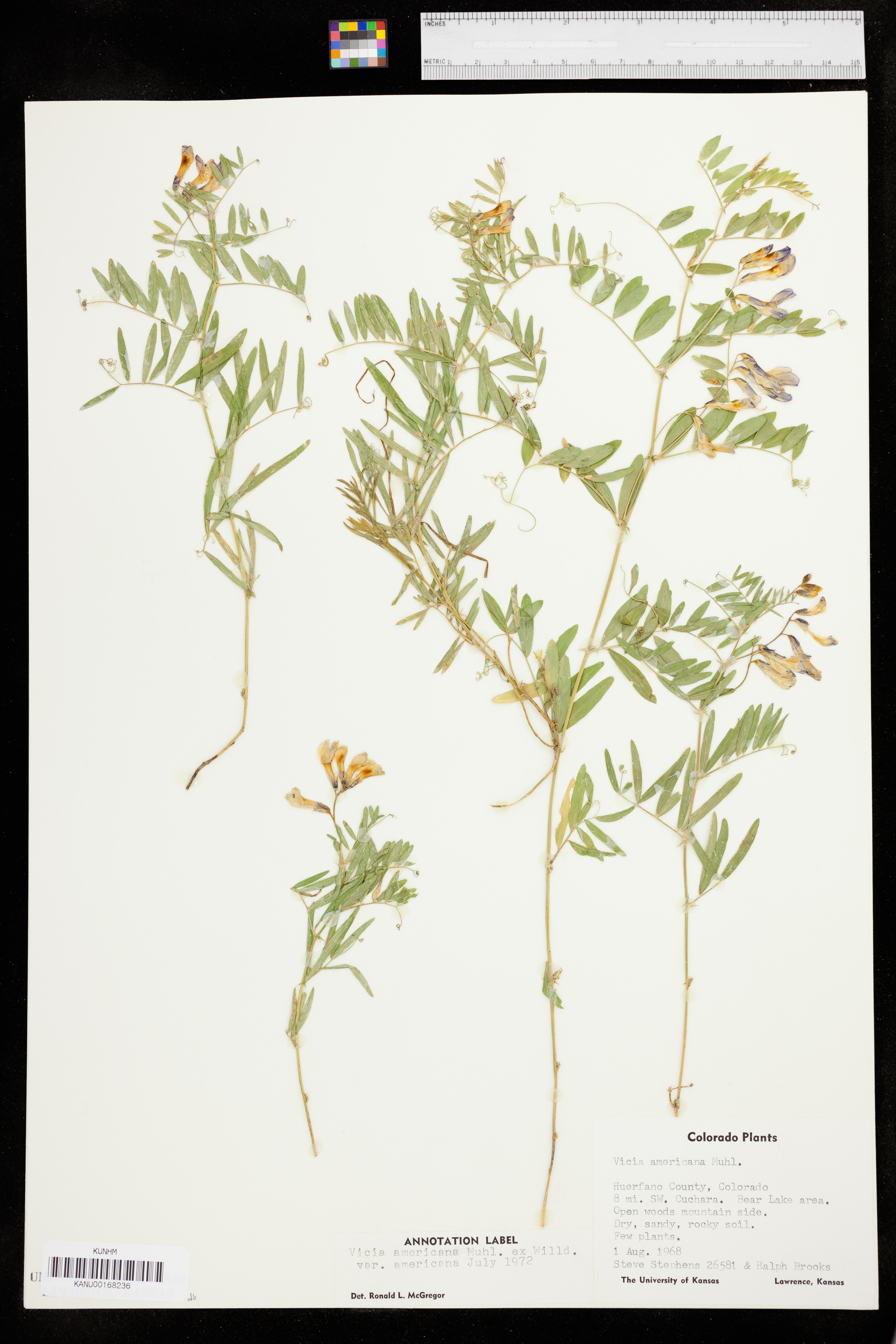 Vicia americana var. americana image