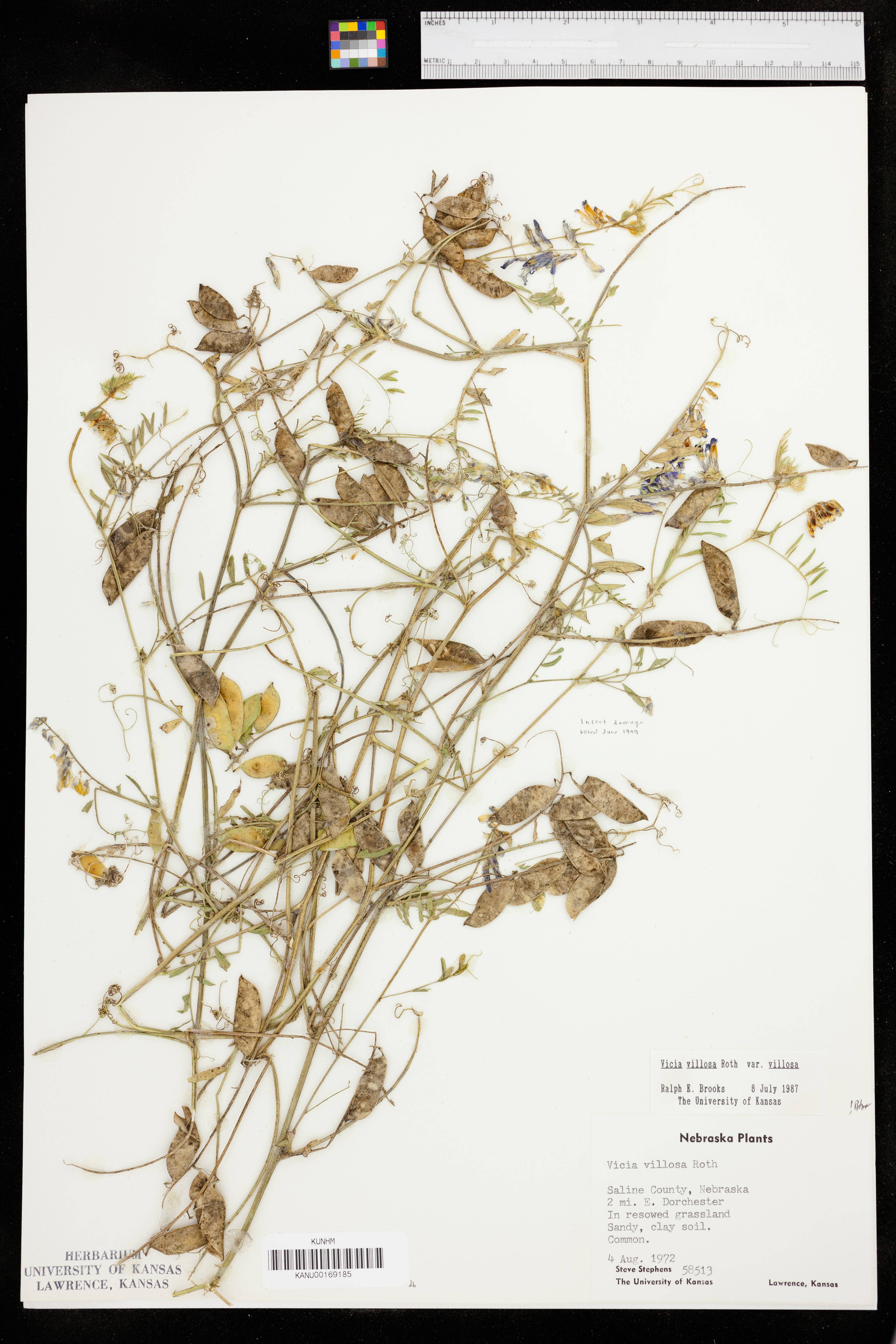 Vicia villosa var. villosa image