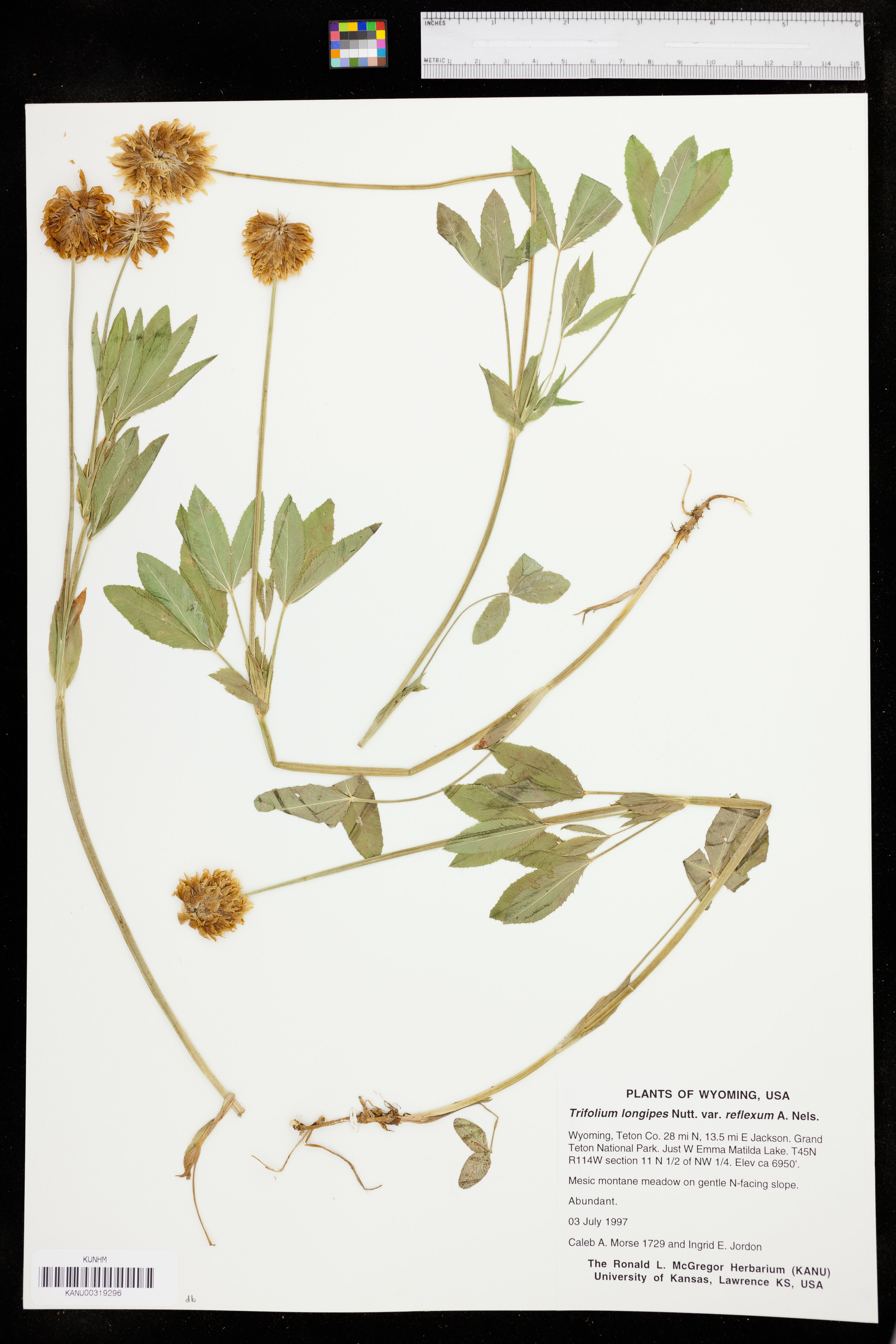 Trifolium longipes subsp. reflexum image