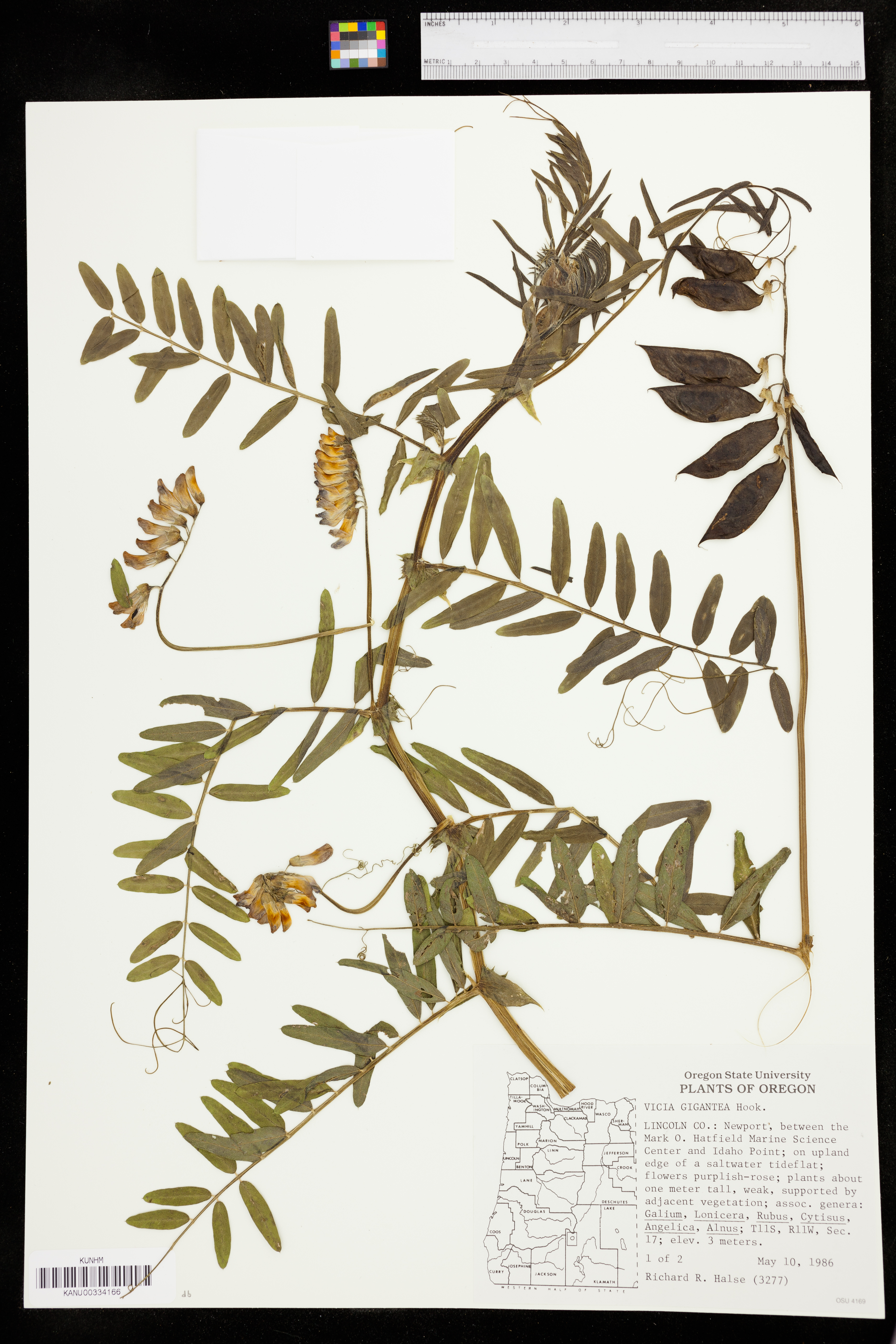 Vicia nigricans subsp. gigantea image