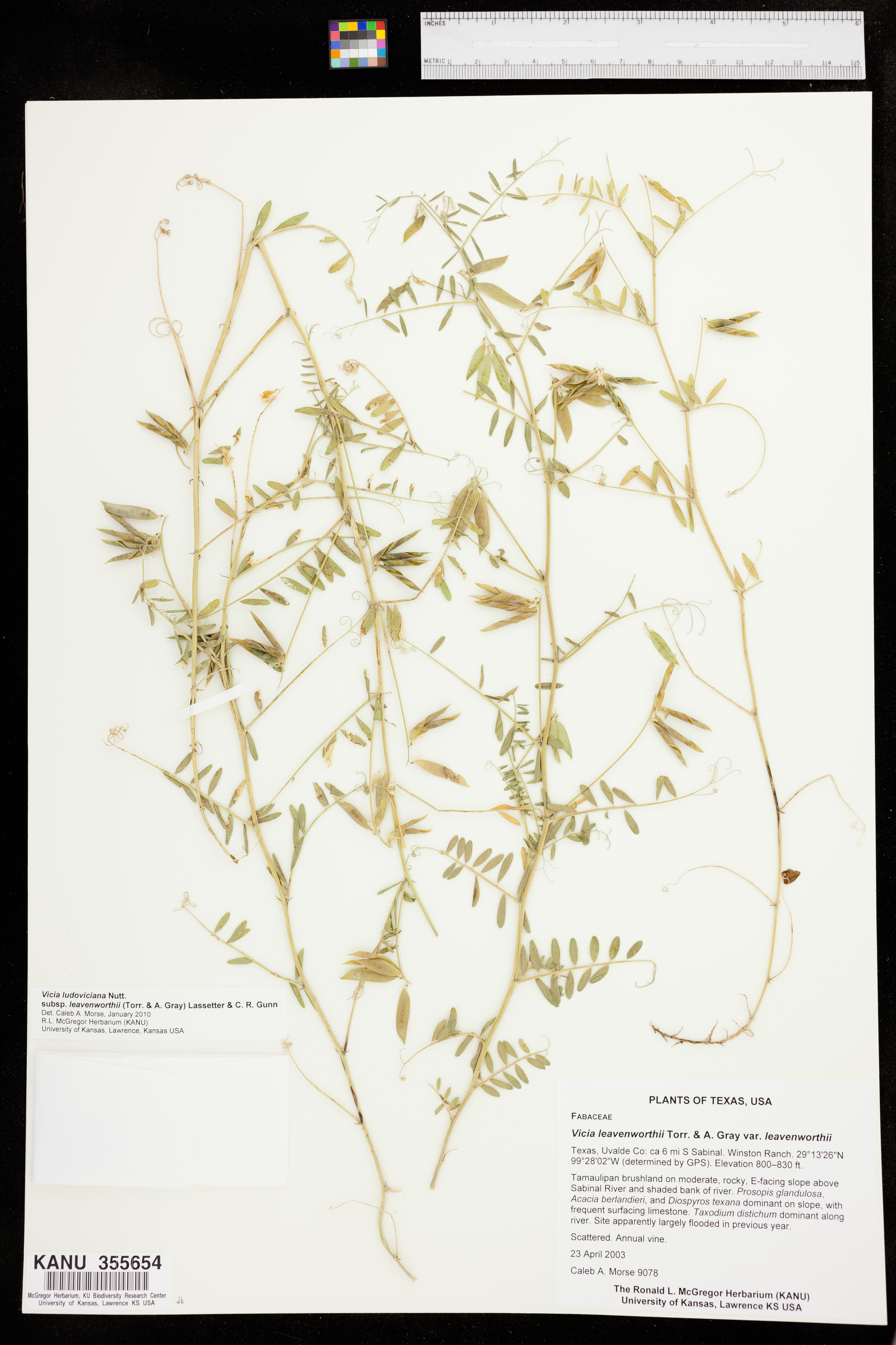 Vicia ludoviciana var. leavenworthii image