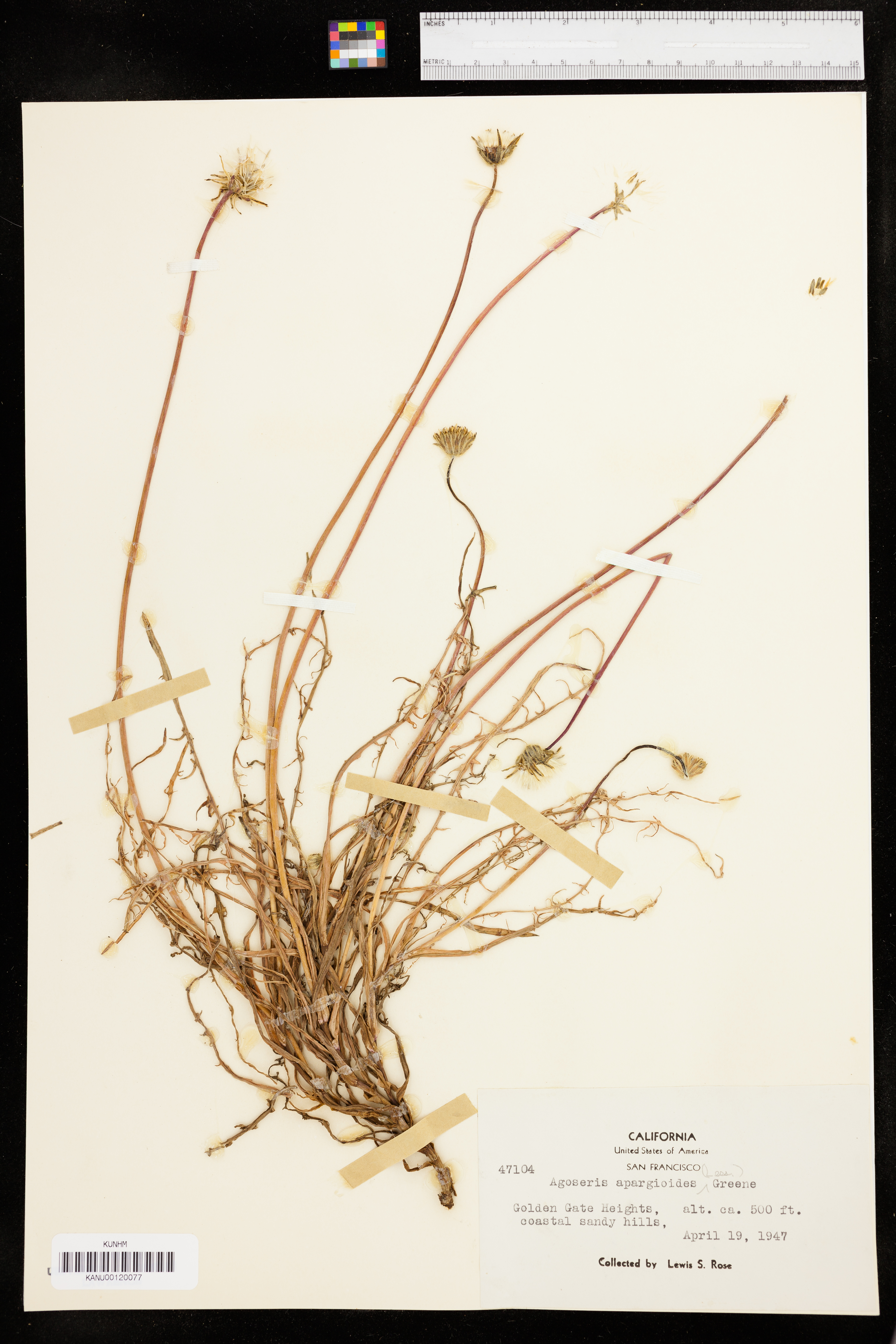 Agoseris apargioides image