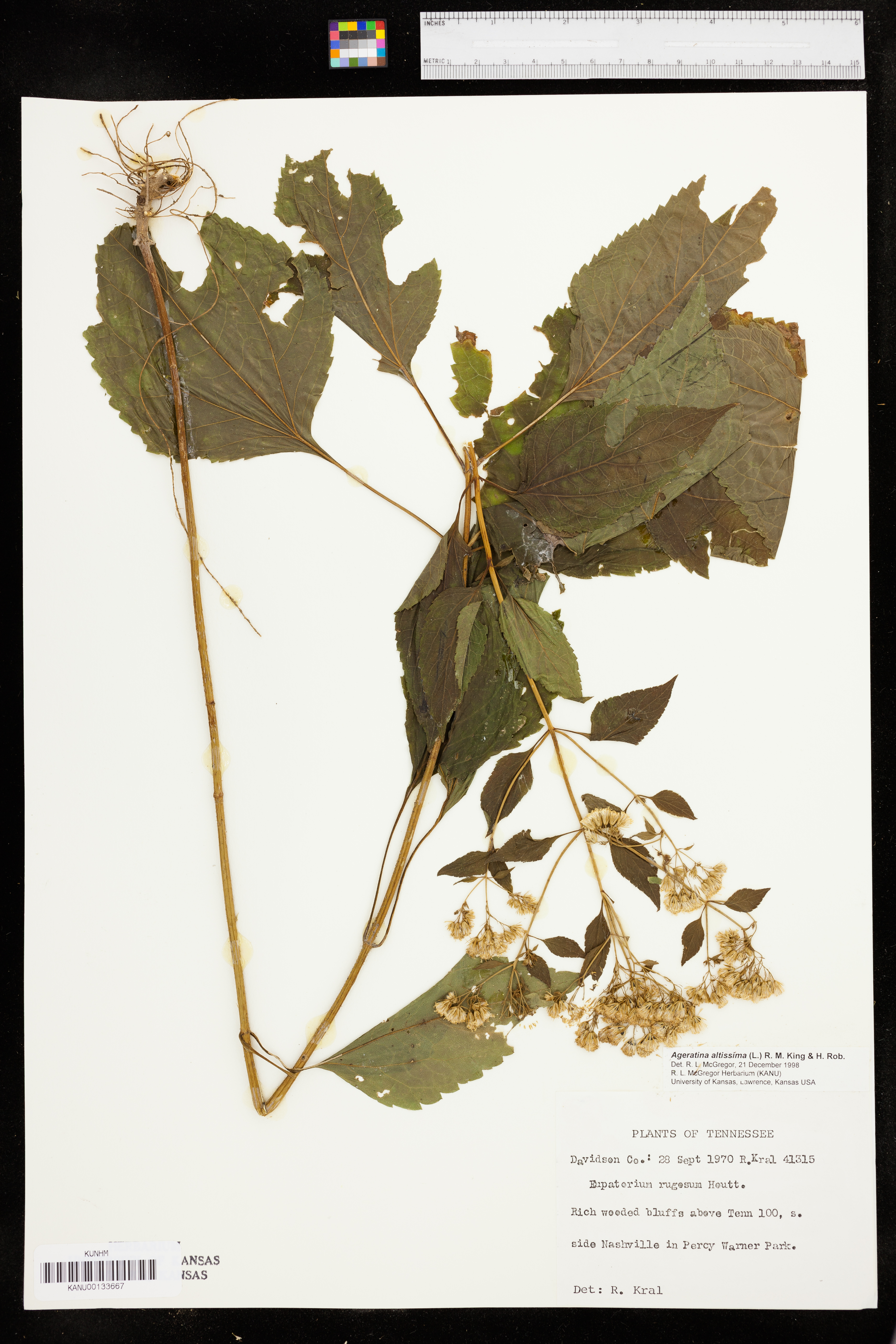 Ageratina altissima var. roanensis image