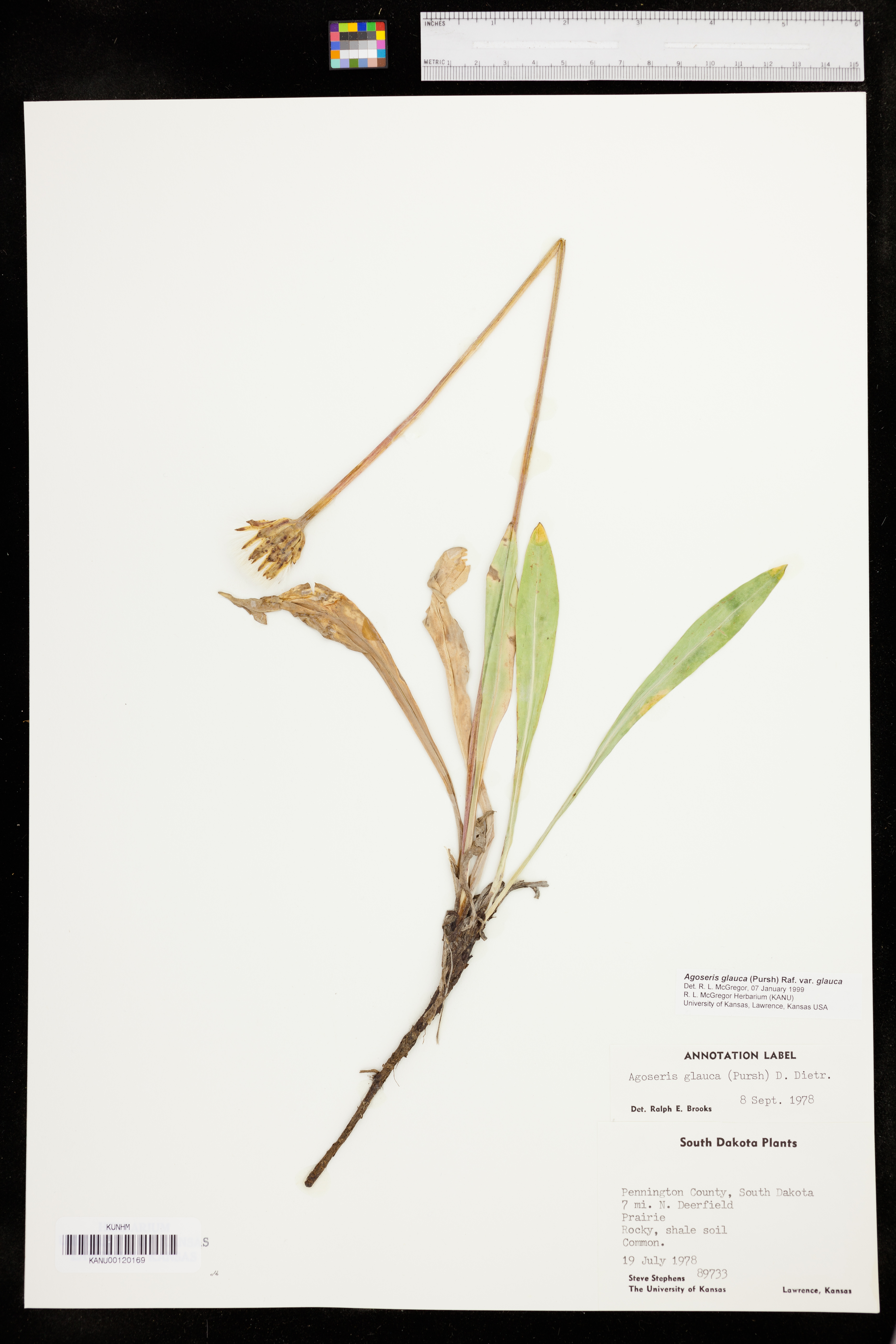 Agoseris glauca var. glauca image