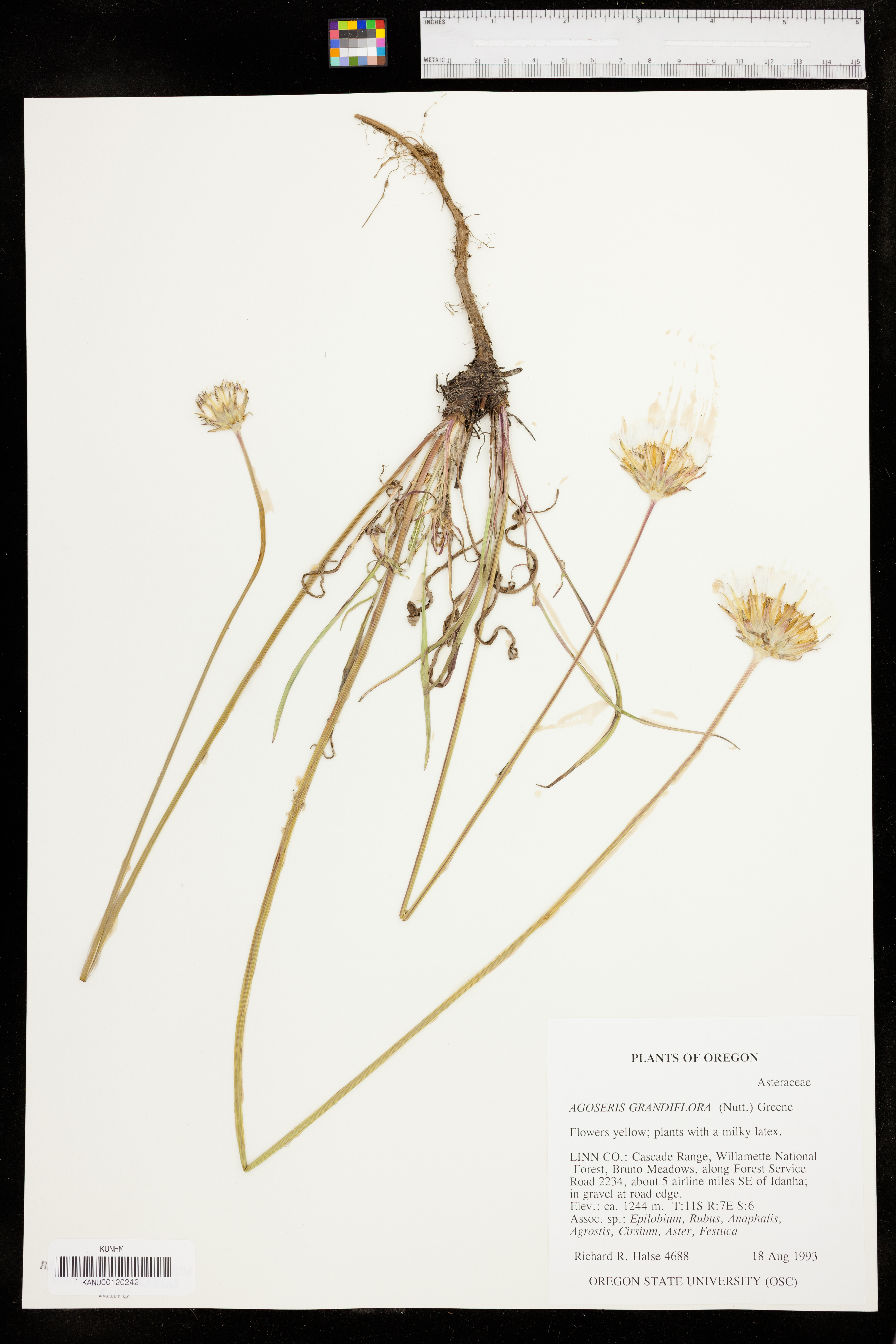 Agoseris grandiflora image