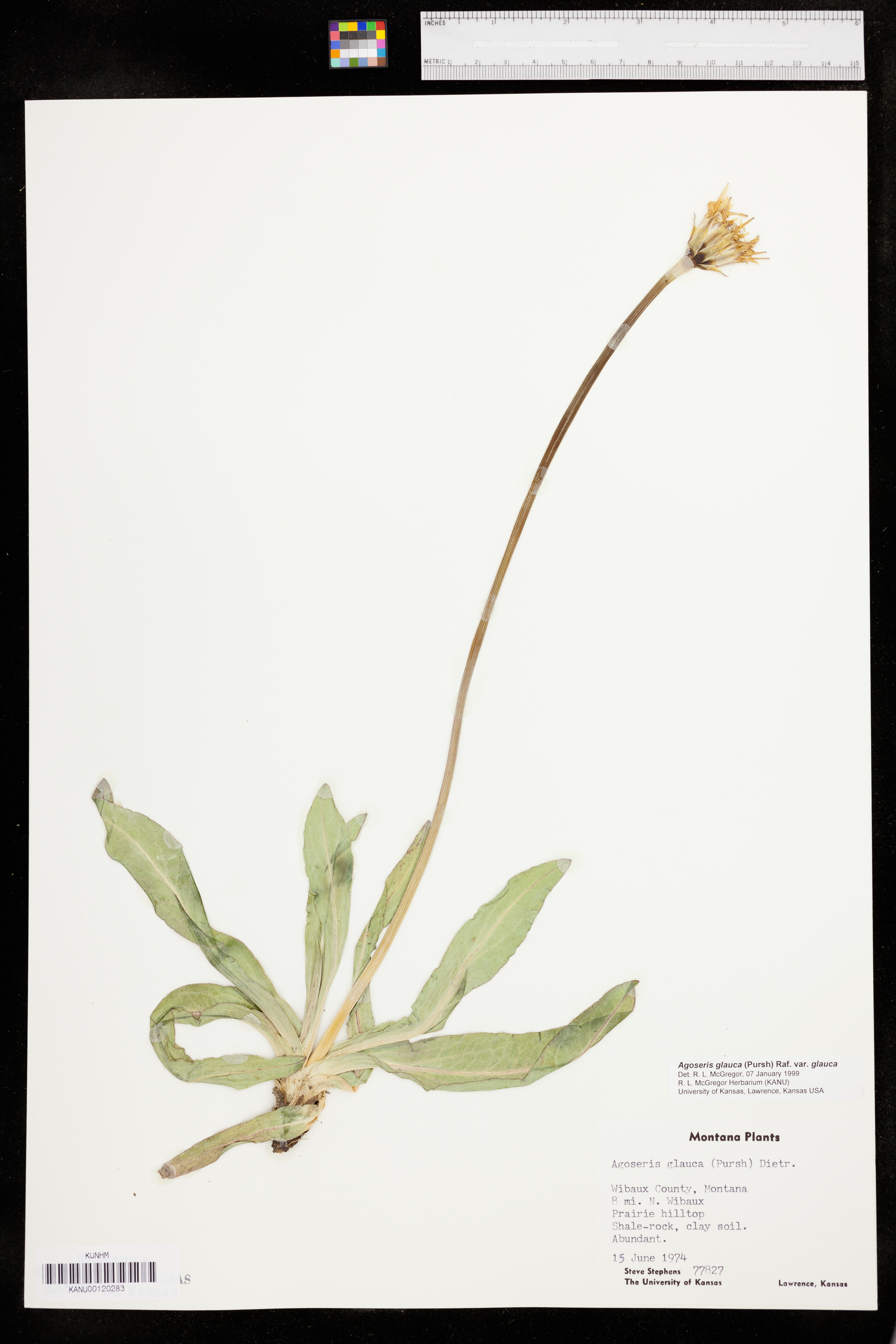 Agoseris glauca var. glauca image