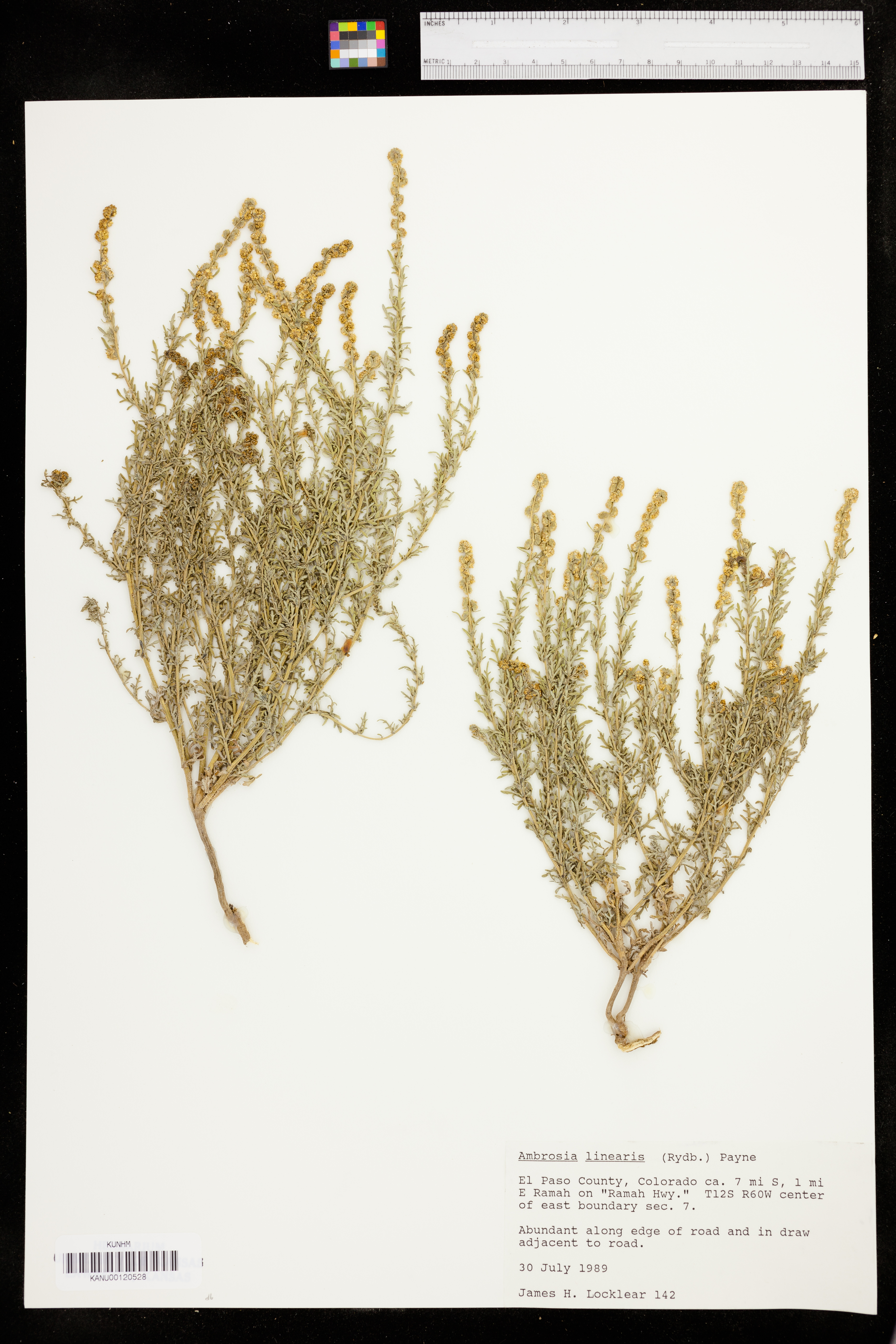 Ambrosia linearis image