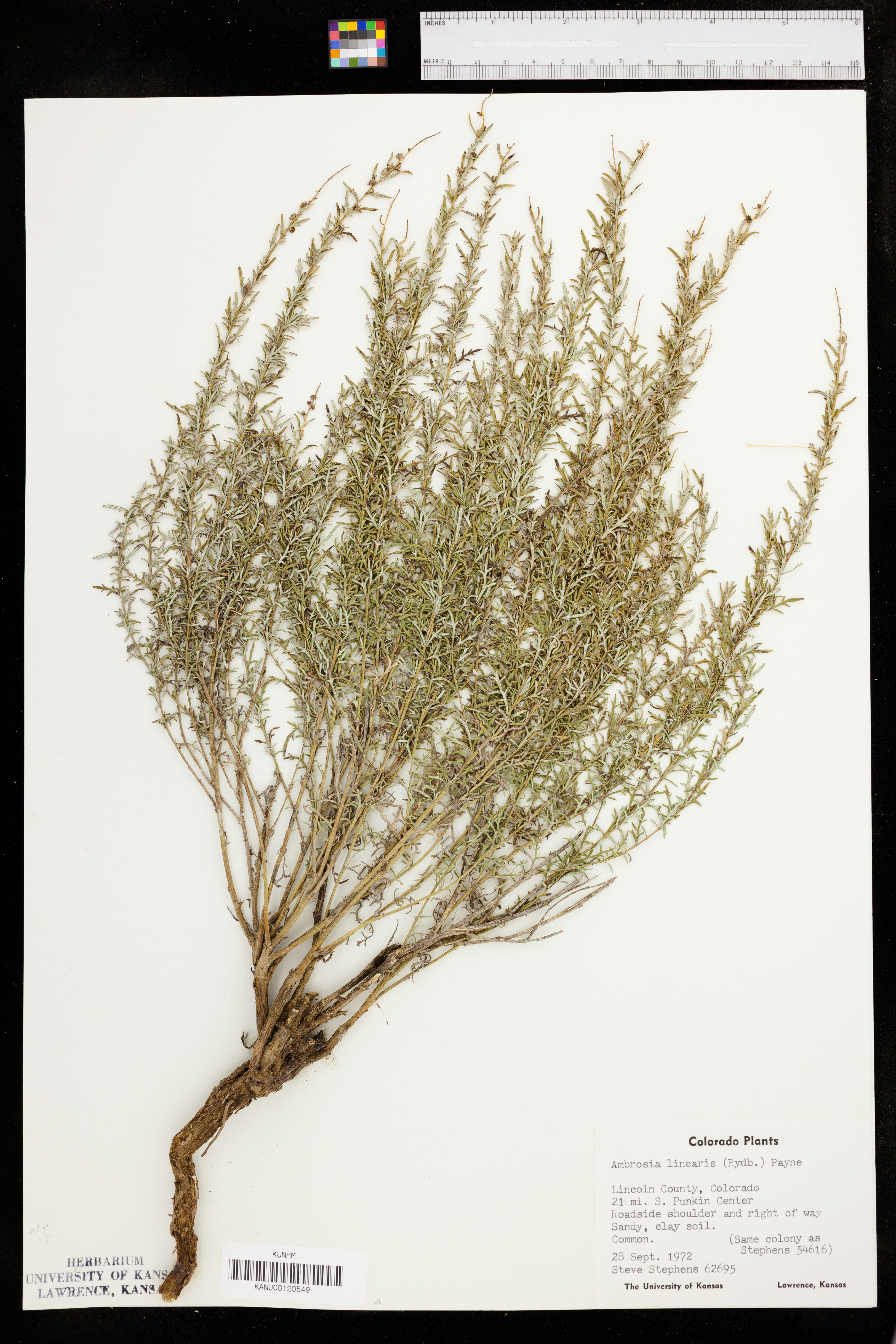 Ambrosia linearis image