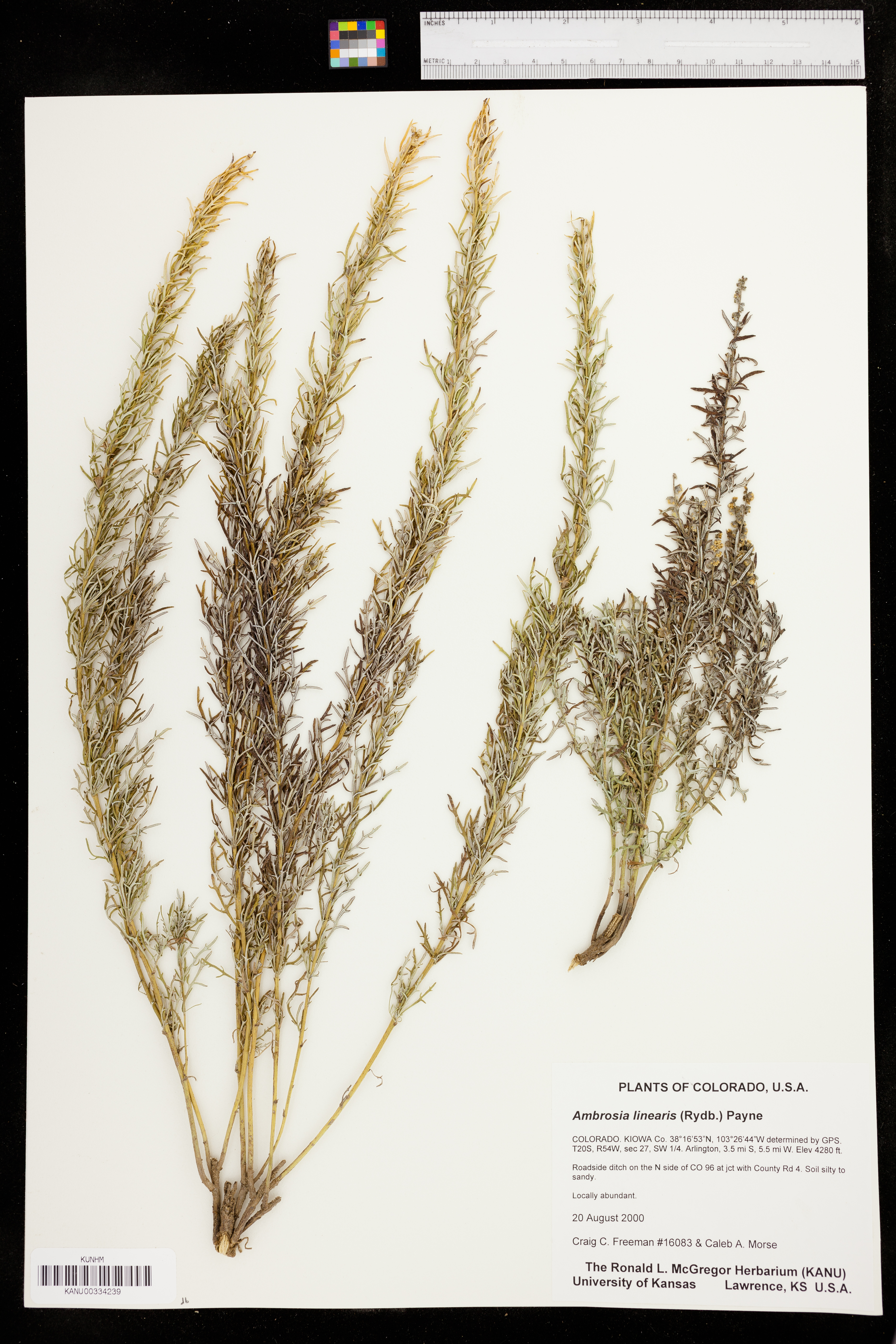 Ambrosia linearis image