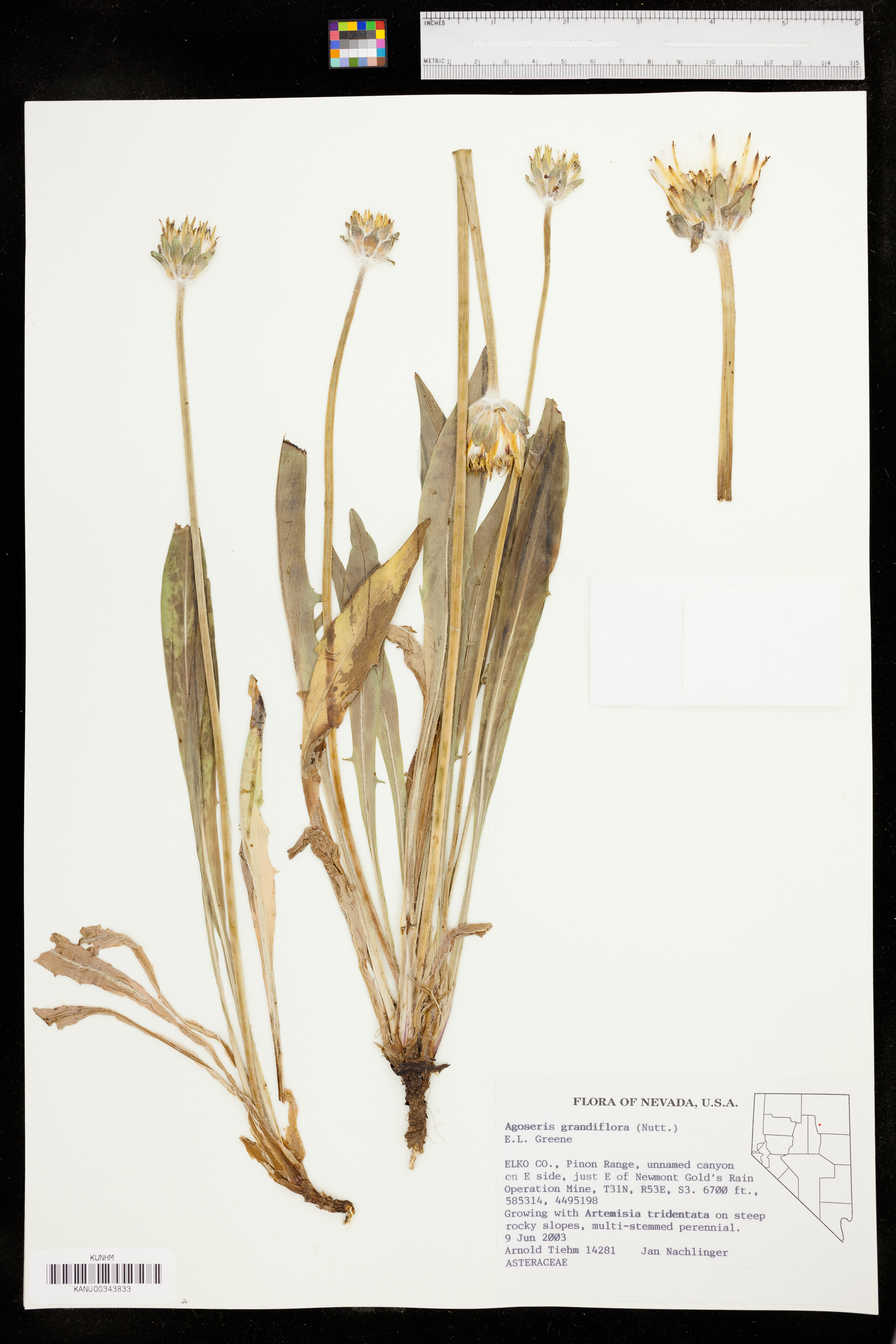 Agoseris grandiflora image