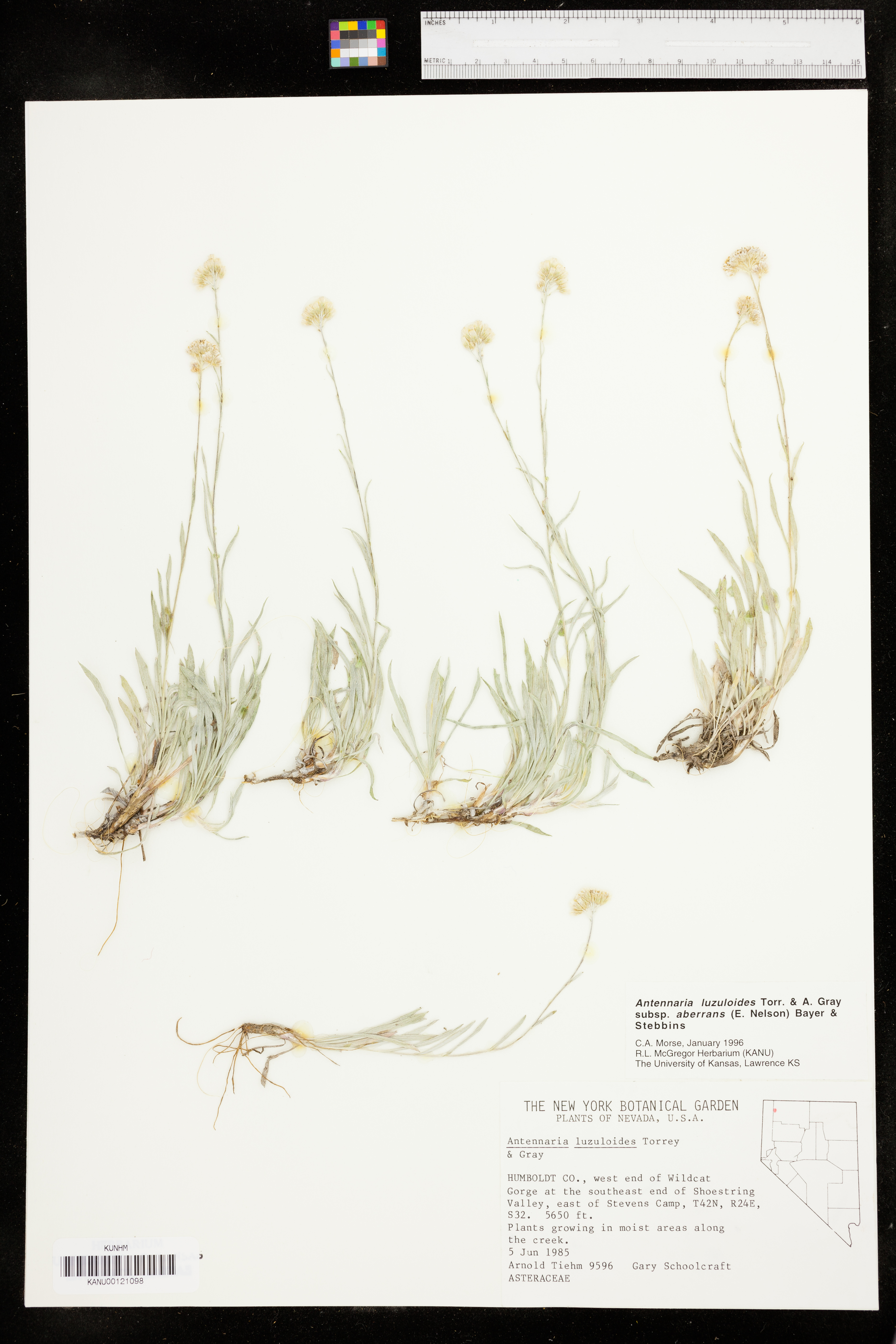 Antennaria luzuloides subsp. aberrans image