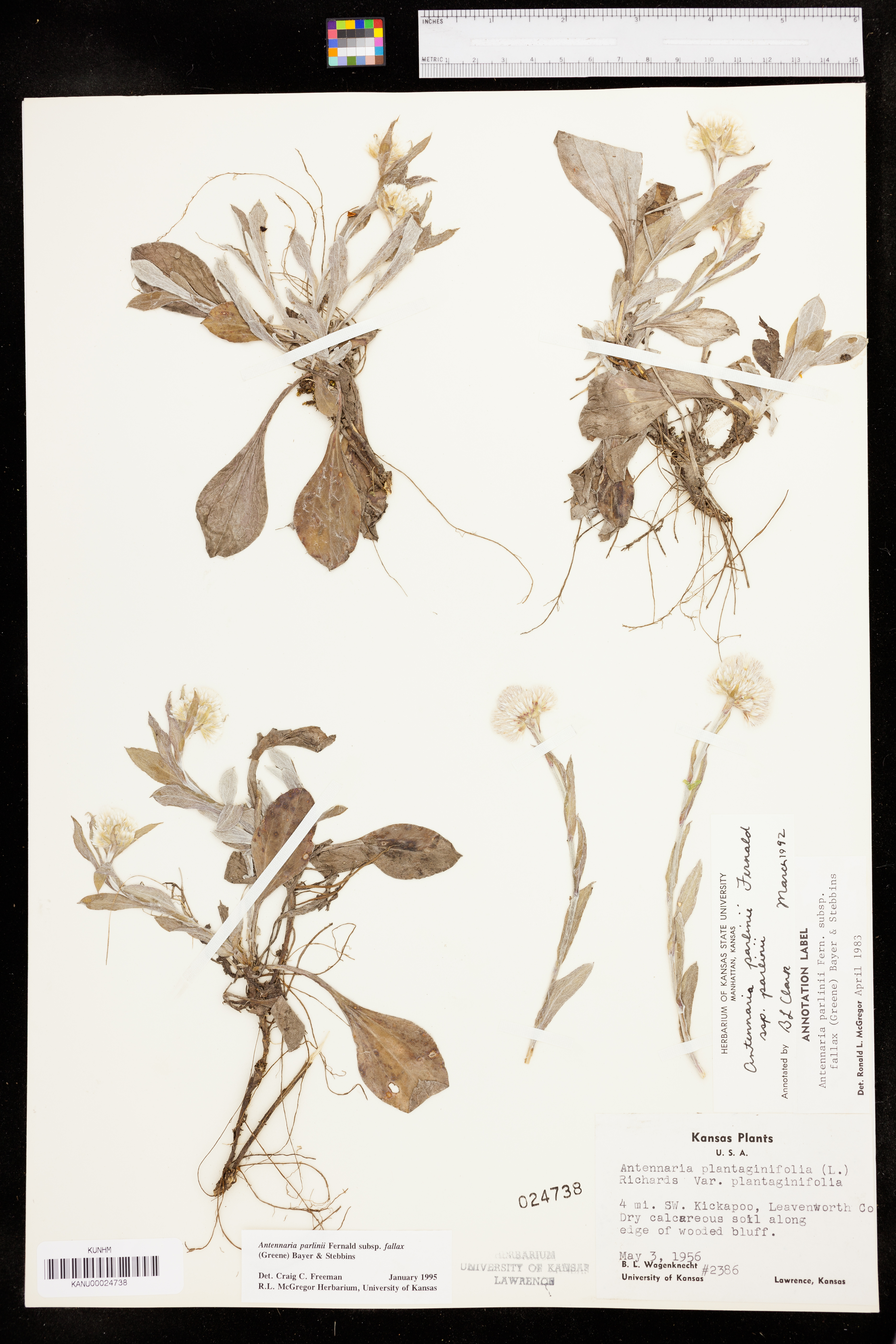 Antennaria parlinii subsp. fallax image