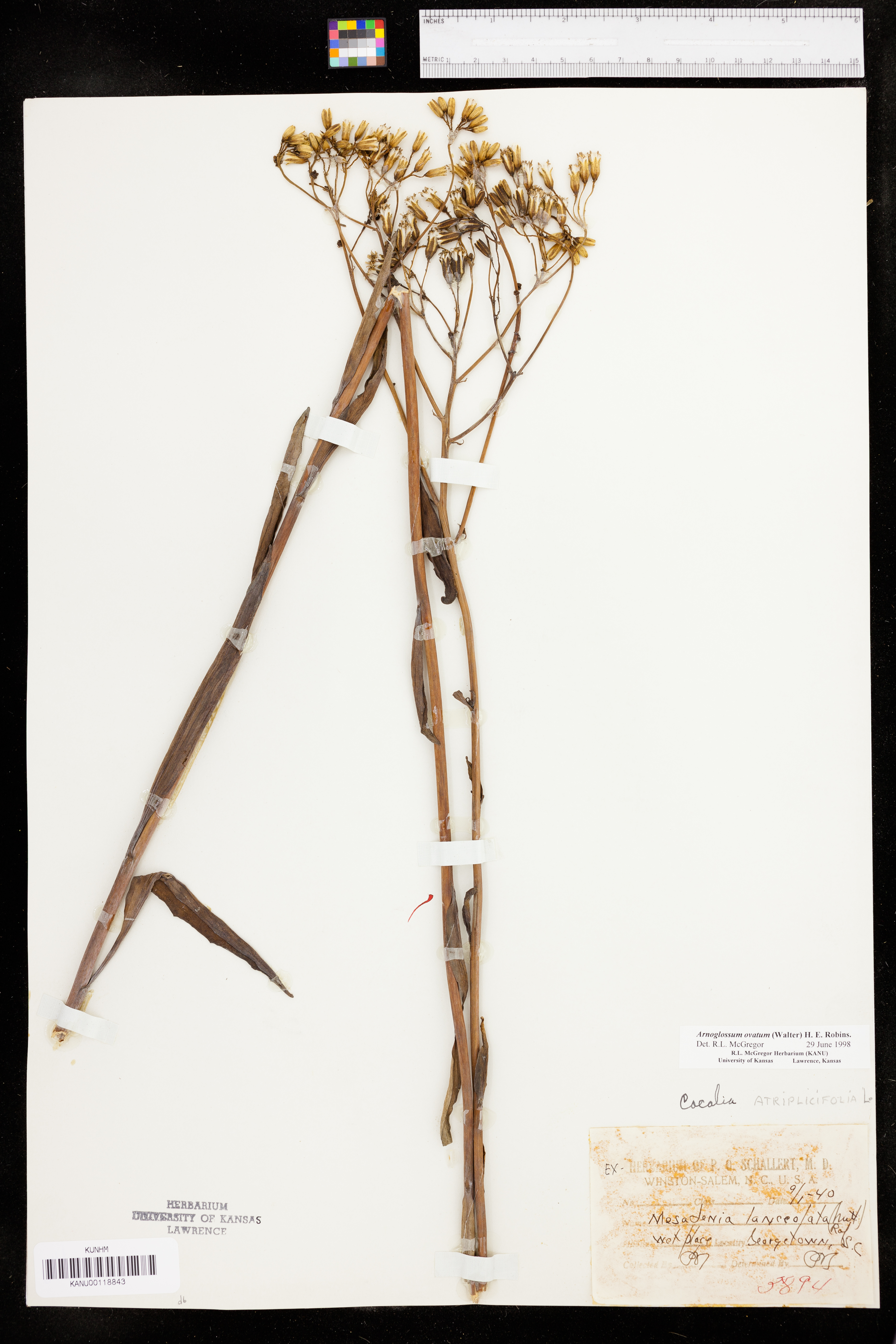 Arnoglossum ovatum image