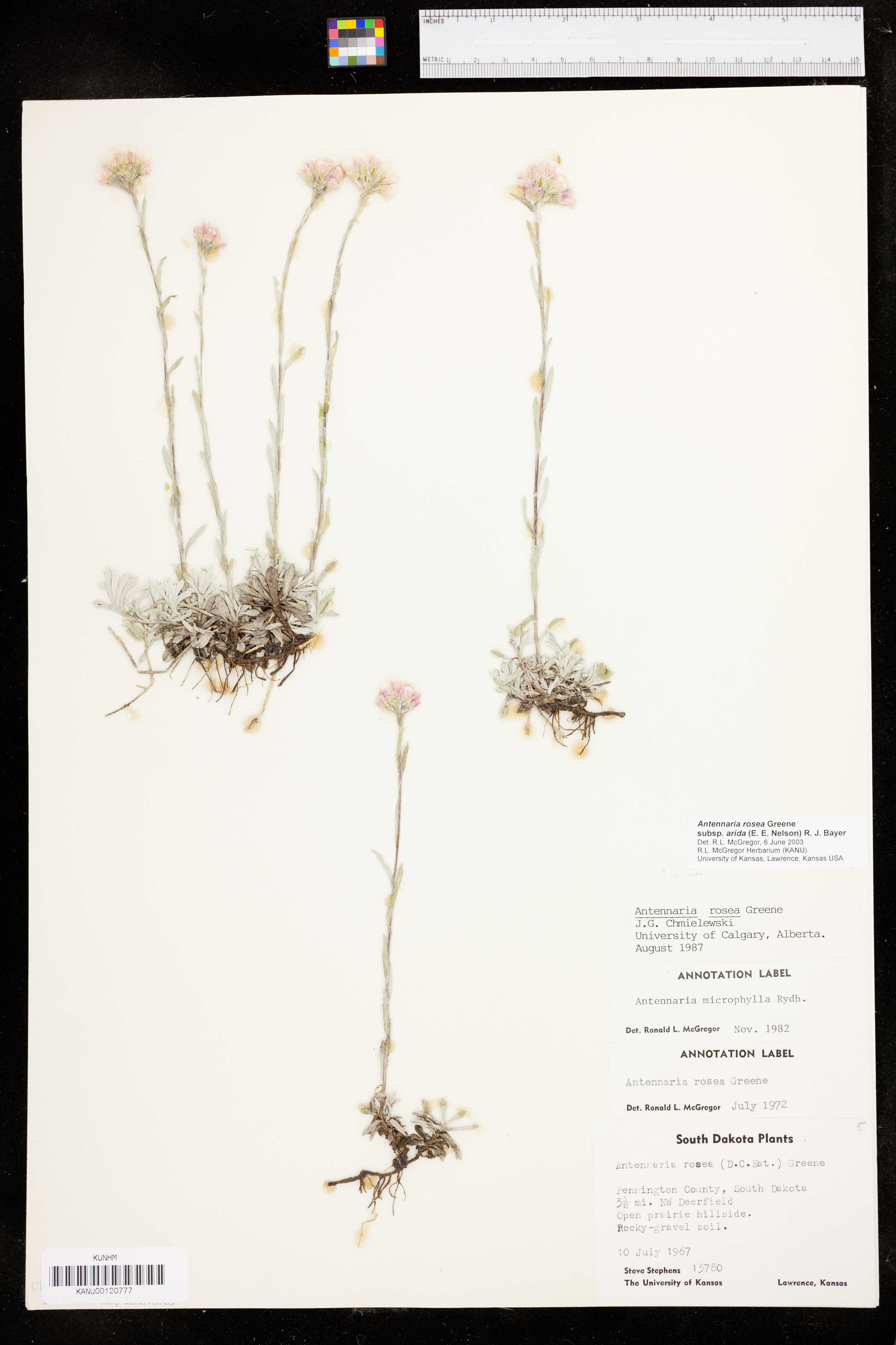 Antennaria rosea subsp. arida image