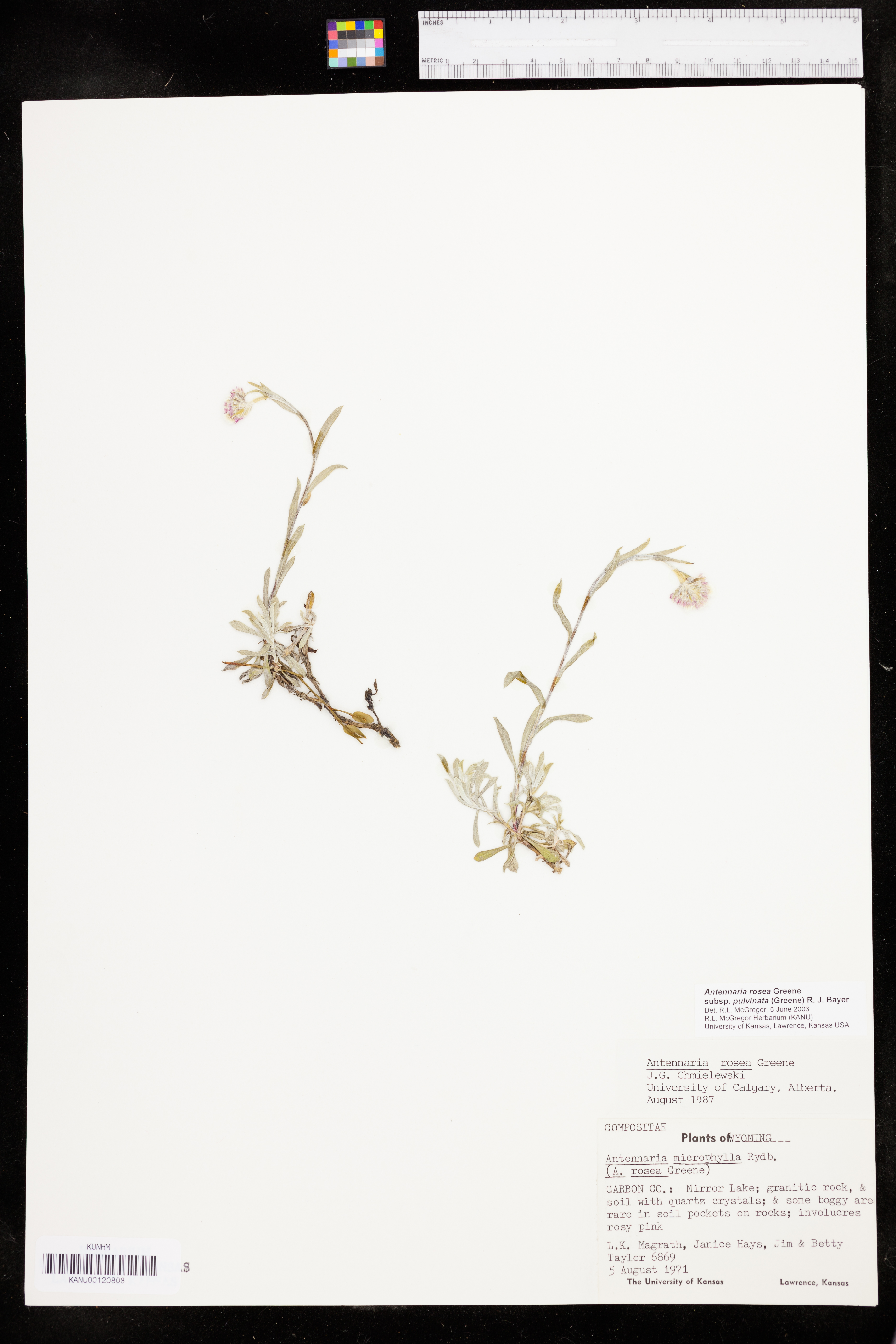 Antennaria rosea subsp. pulvinata image