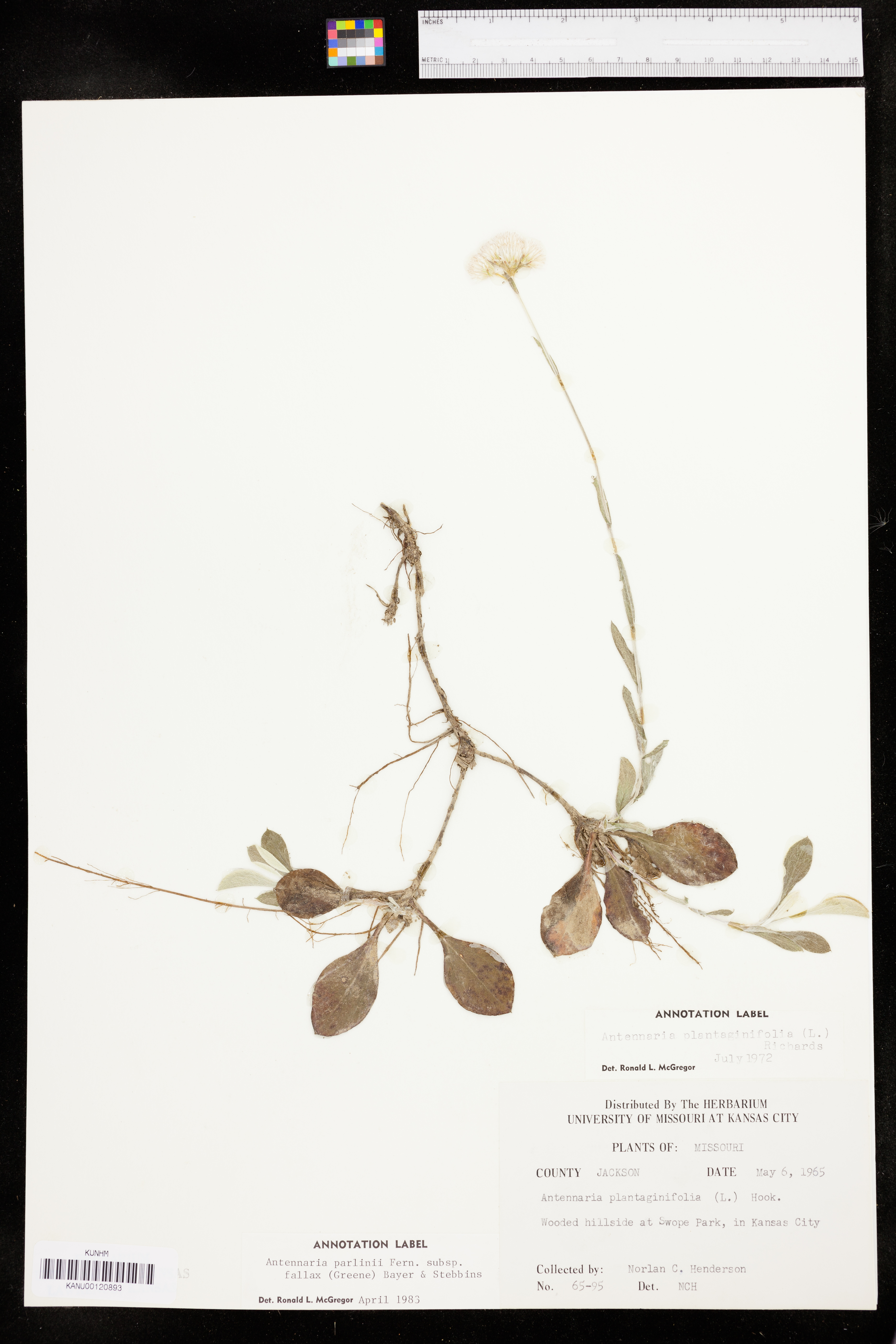 Antennaria parlinii subsp. fallax image
