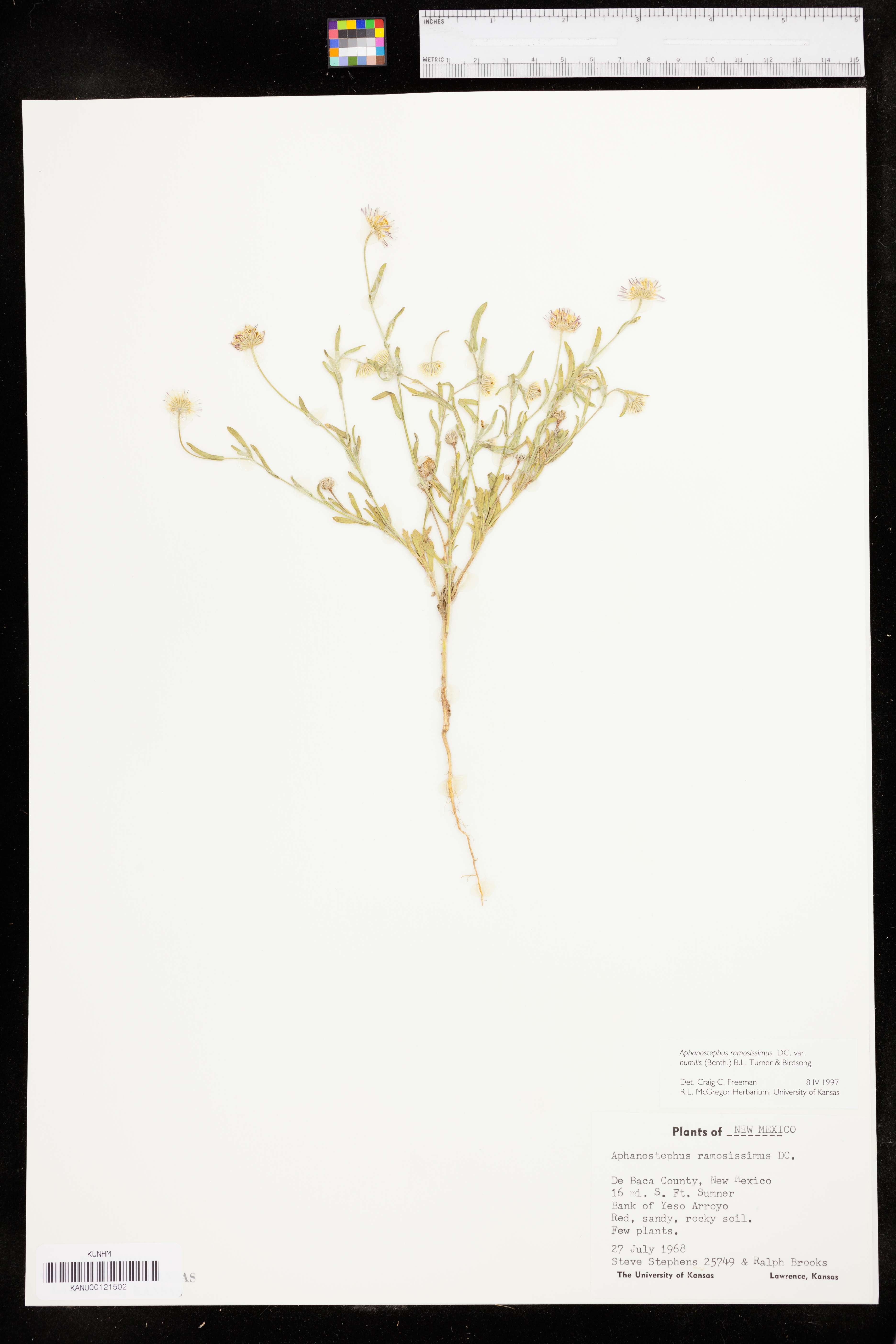 Aphanostephus ramosissimus var. humilis image