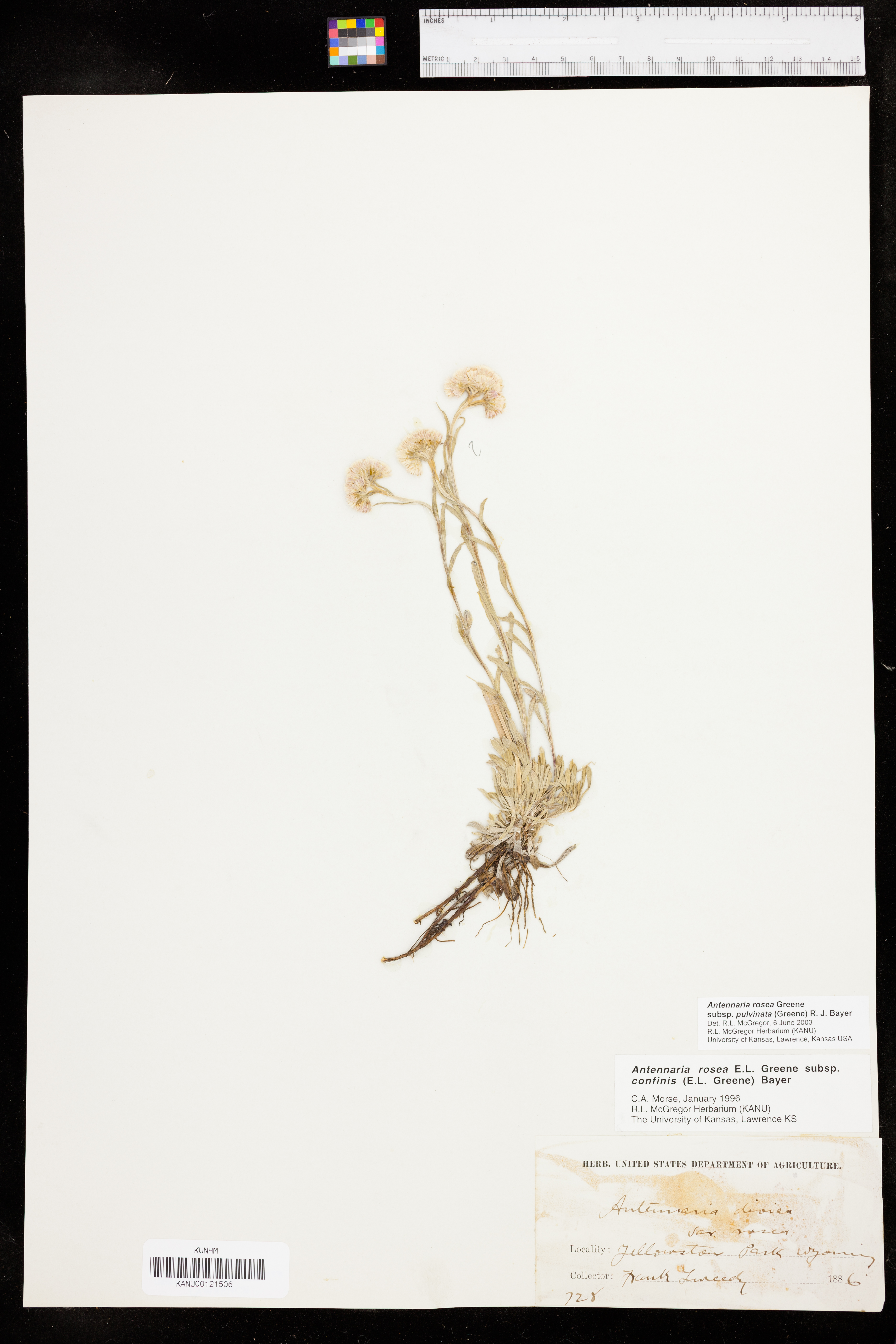 Antennaria rosea subsp. pulvinata image