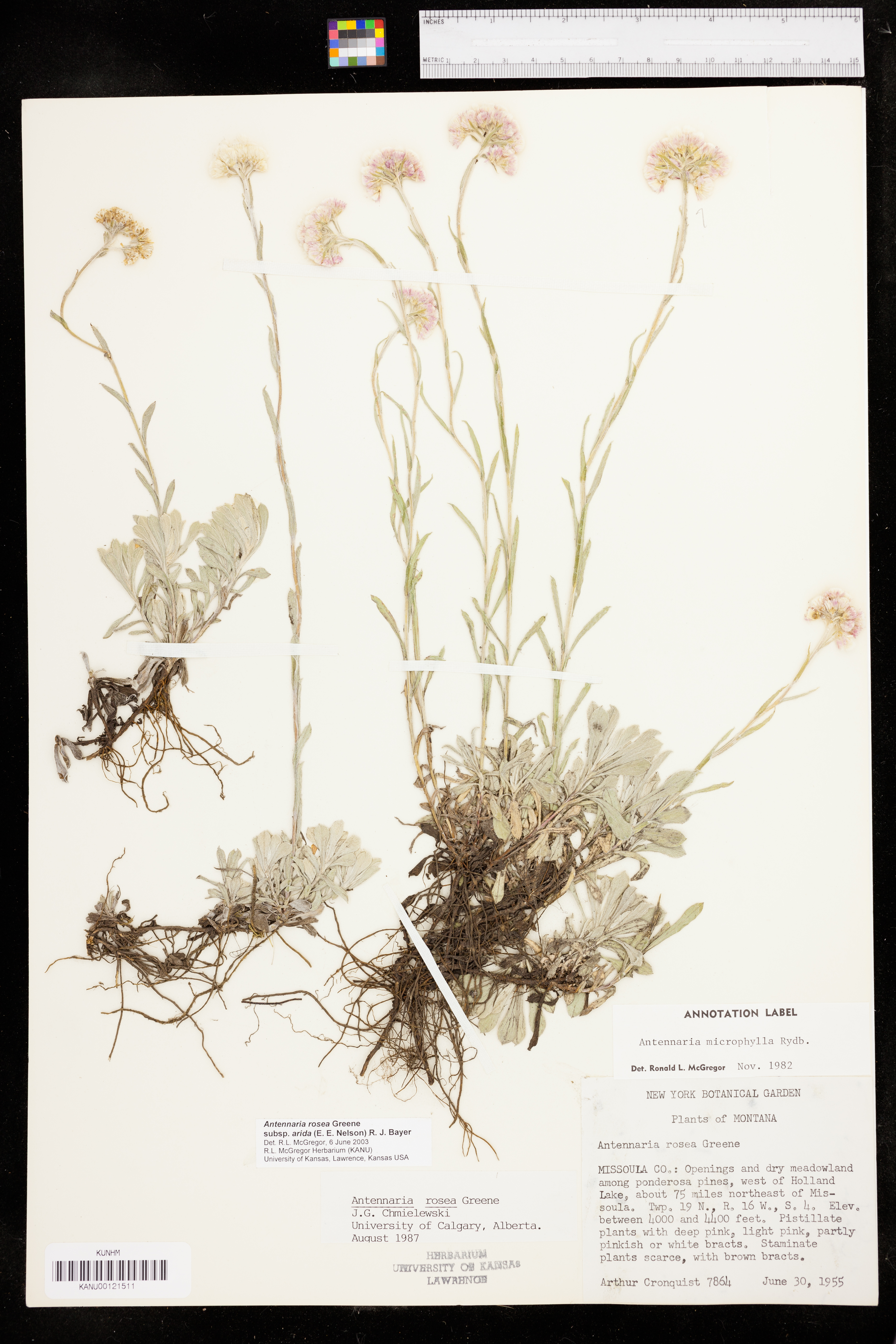 Antennaria rosea subsp. arida image