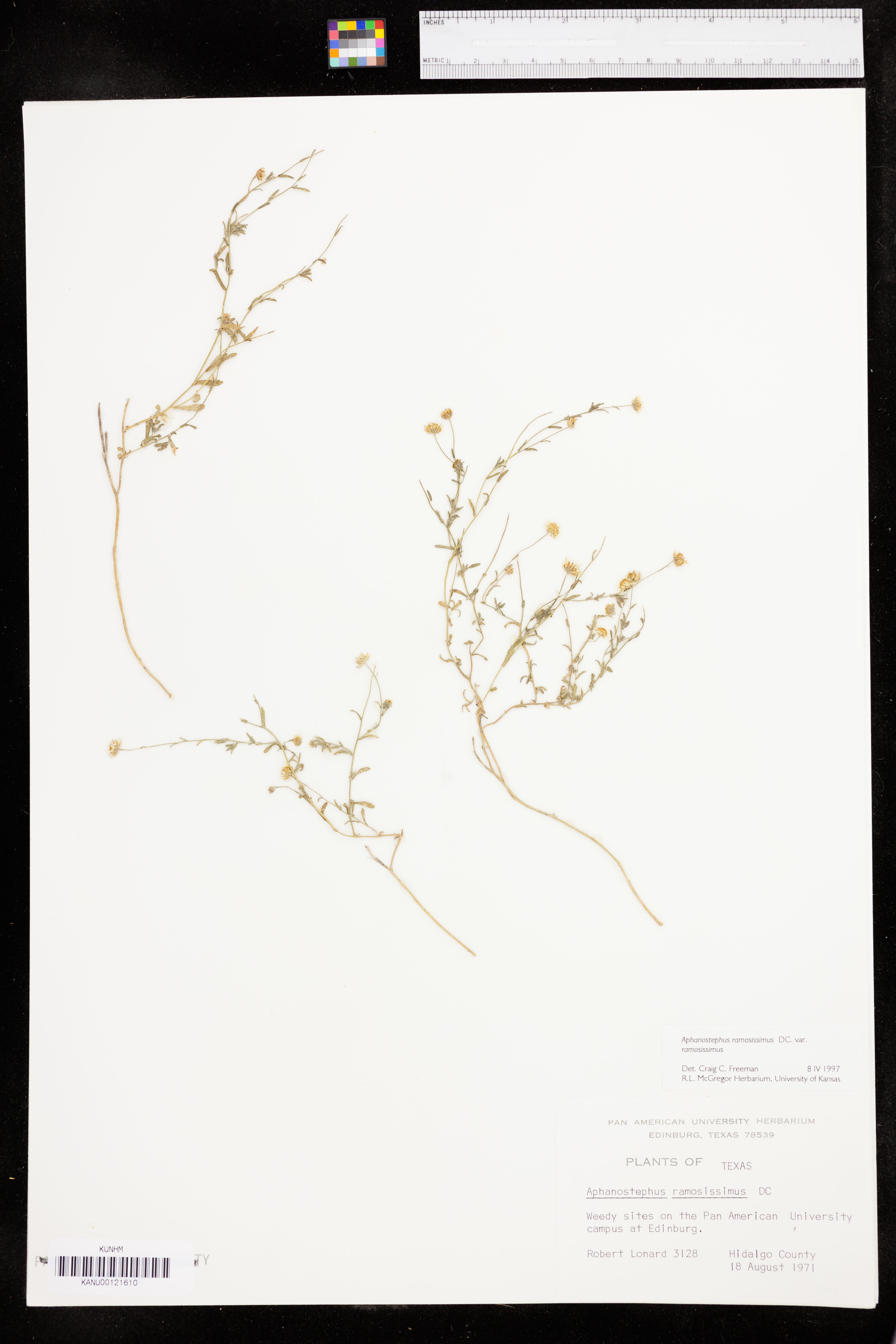 Aphanostephus ramosissimus var. ramosissimus image