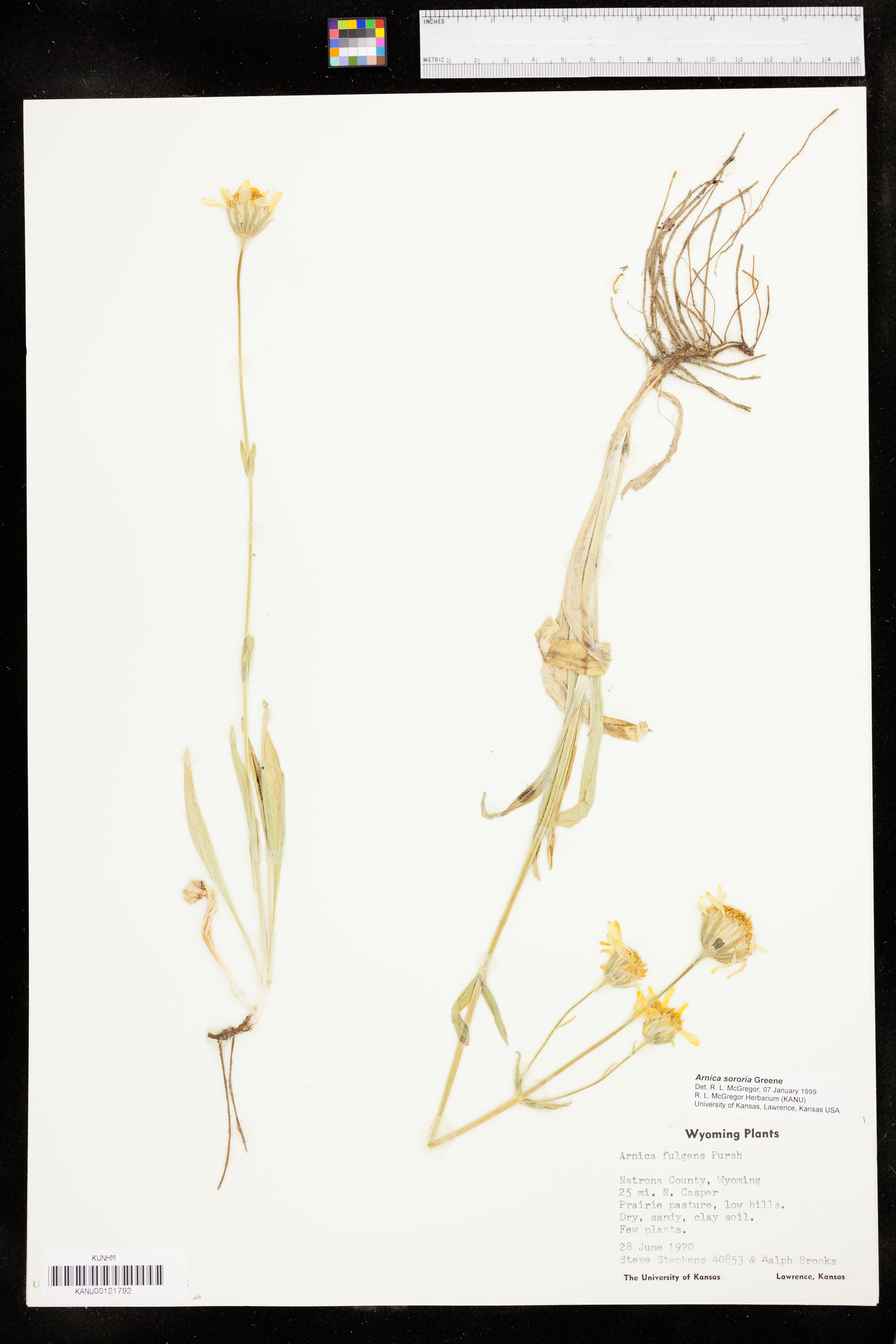 Arnica sororia image