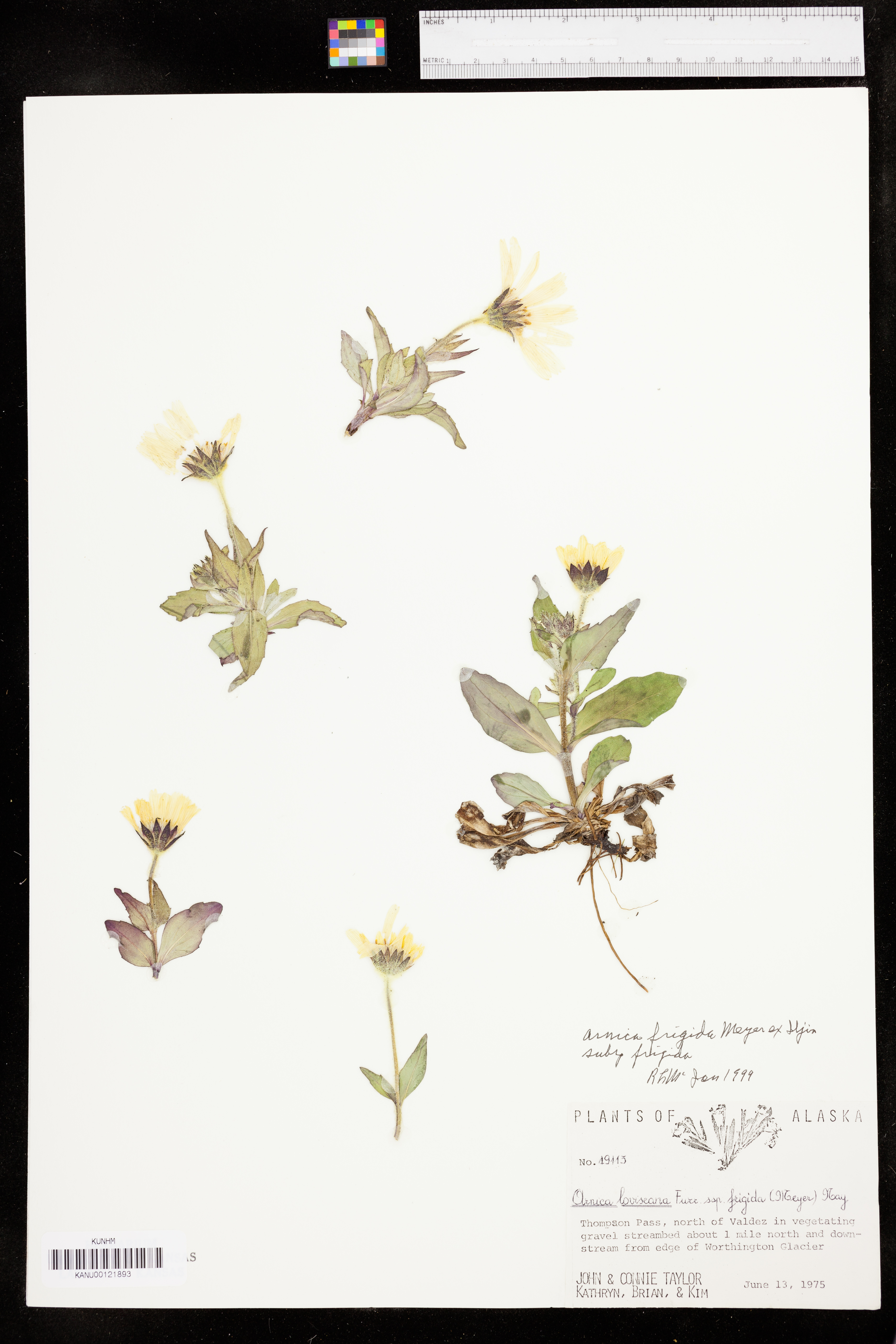 Arnica frigida subsp. frigida image