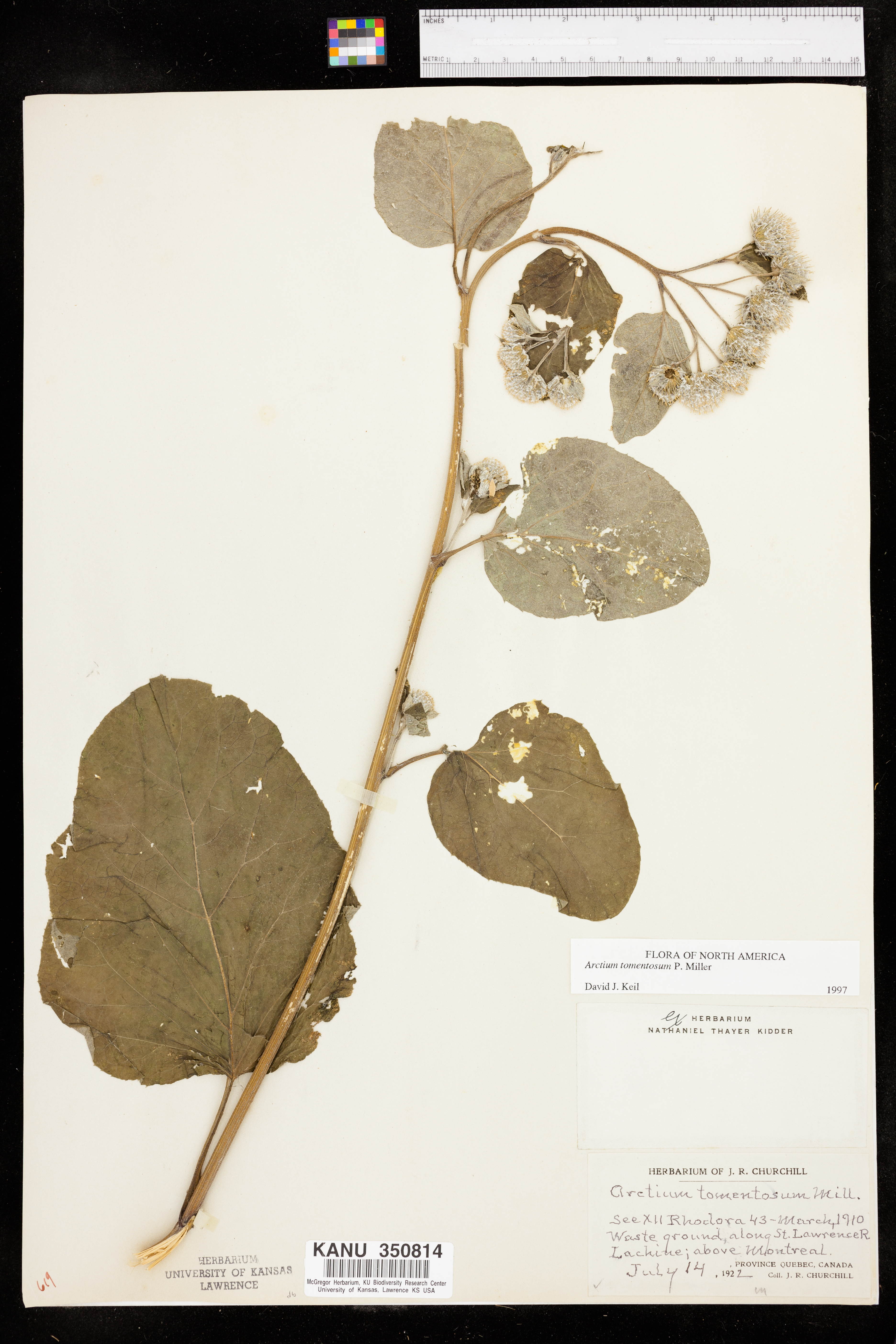 Arctium tomentosum image
