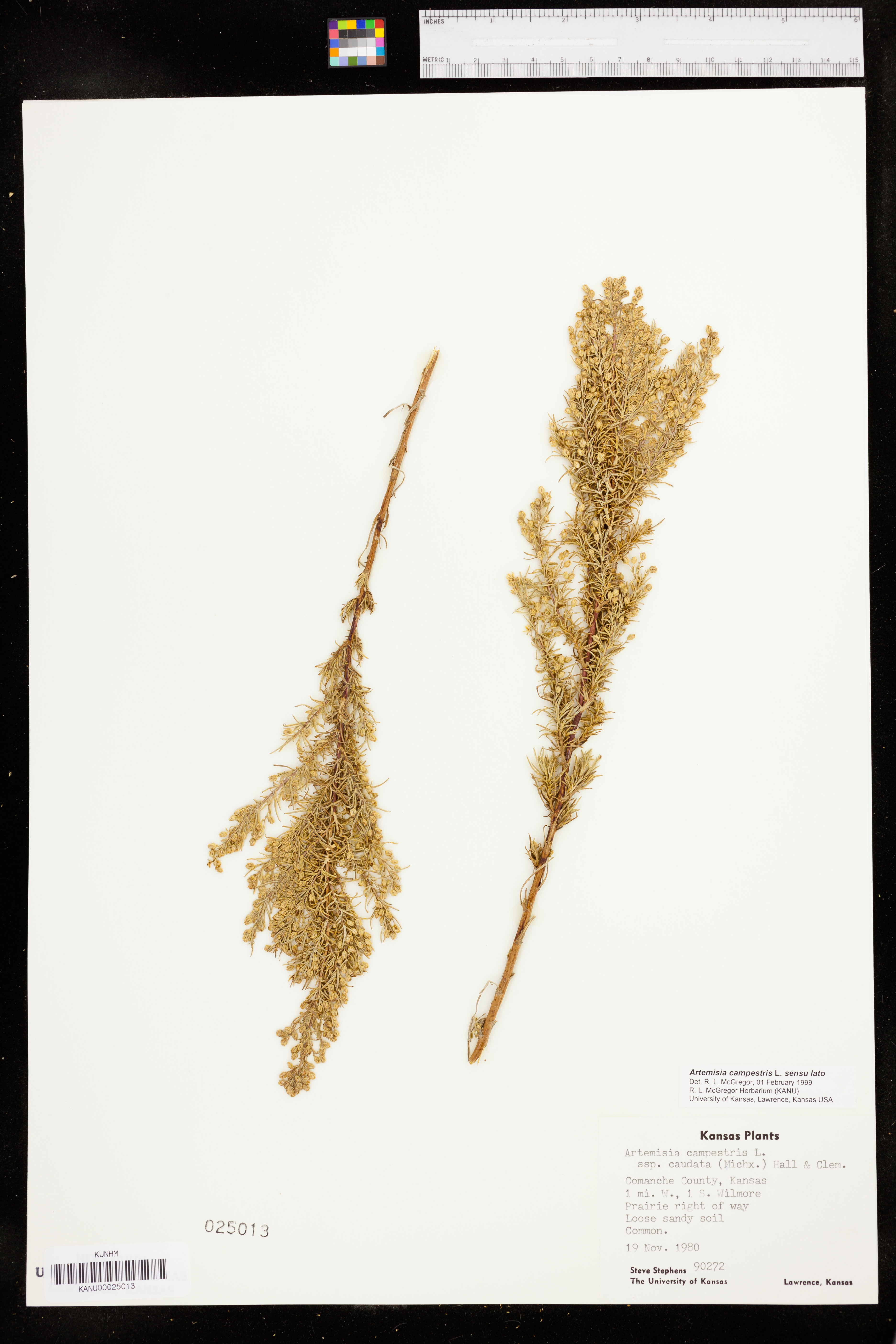 Artemisia campestris subsp. caudata image