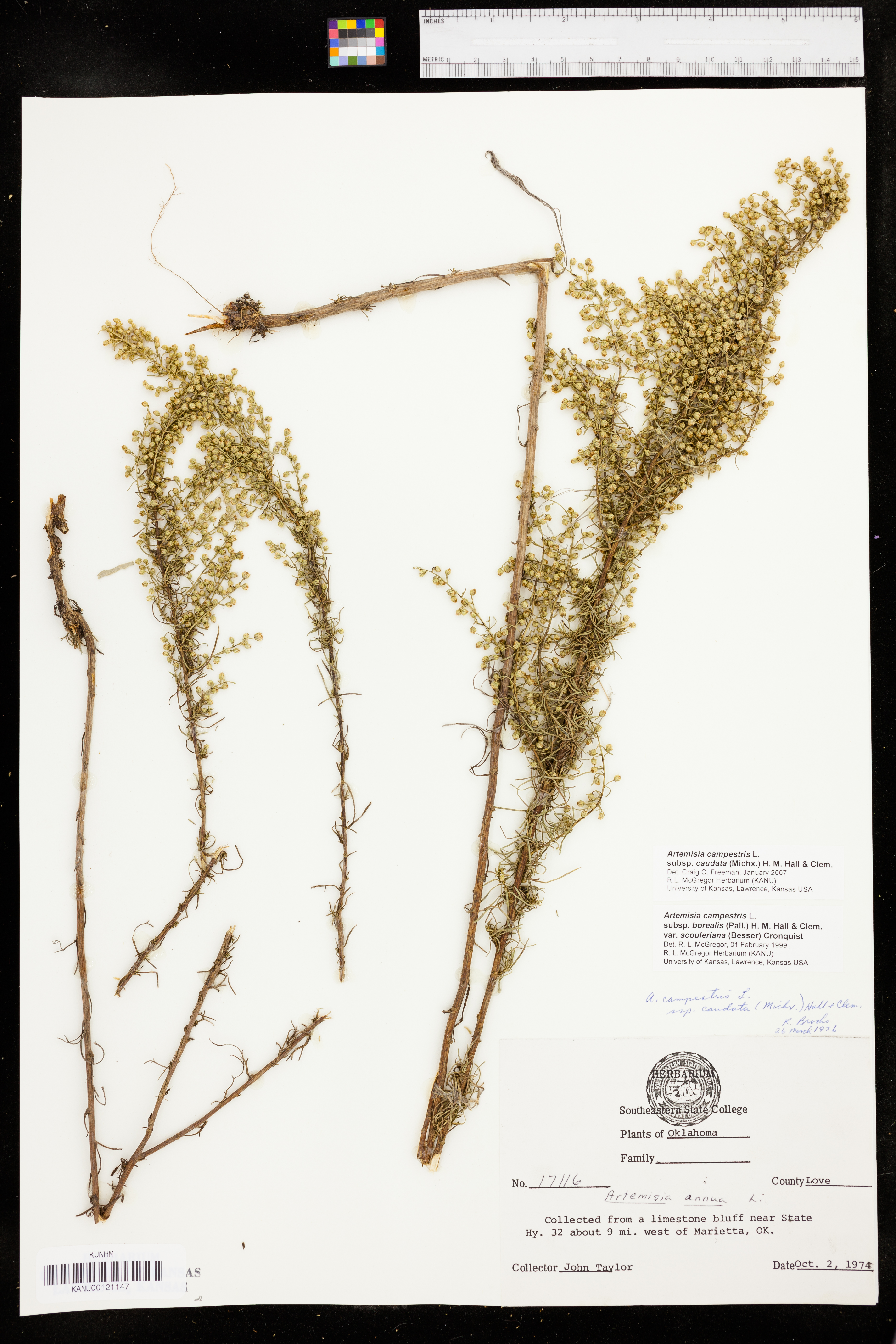 Artemisia campestris subsp. caudata image