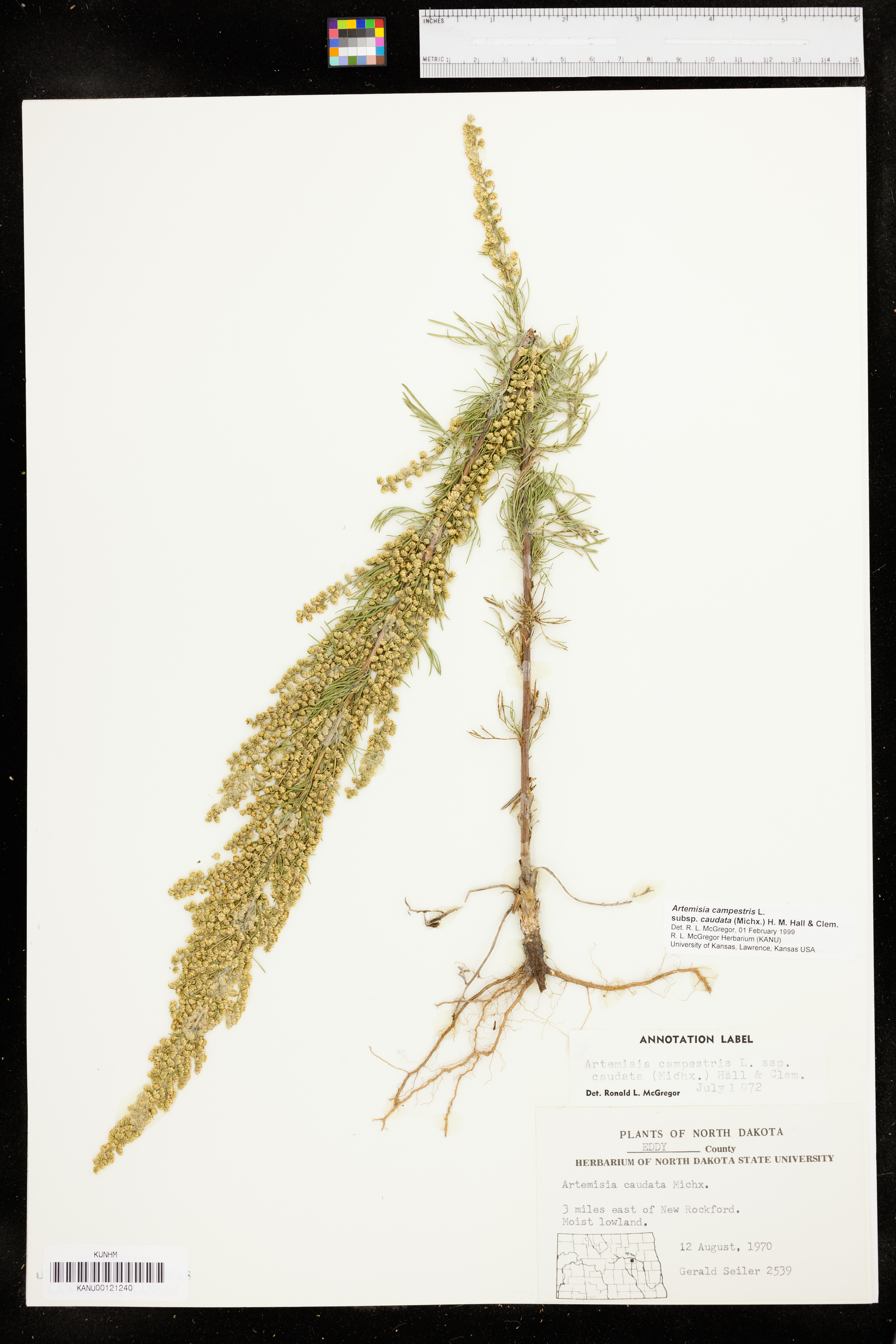 Artemisia campestris subsp. caudata image