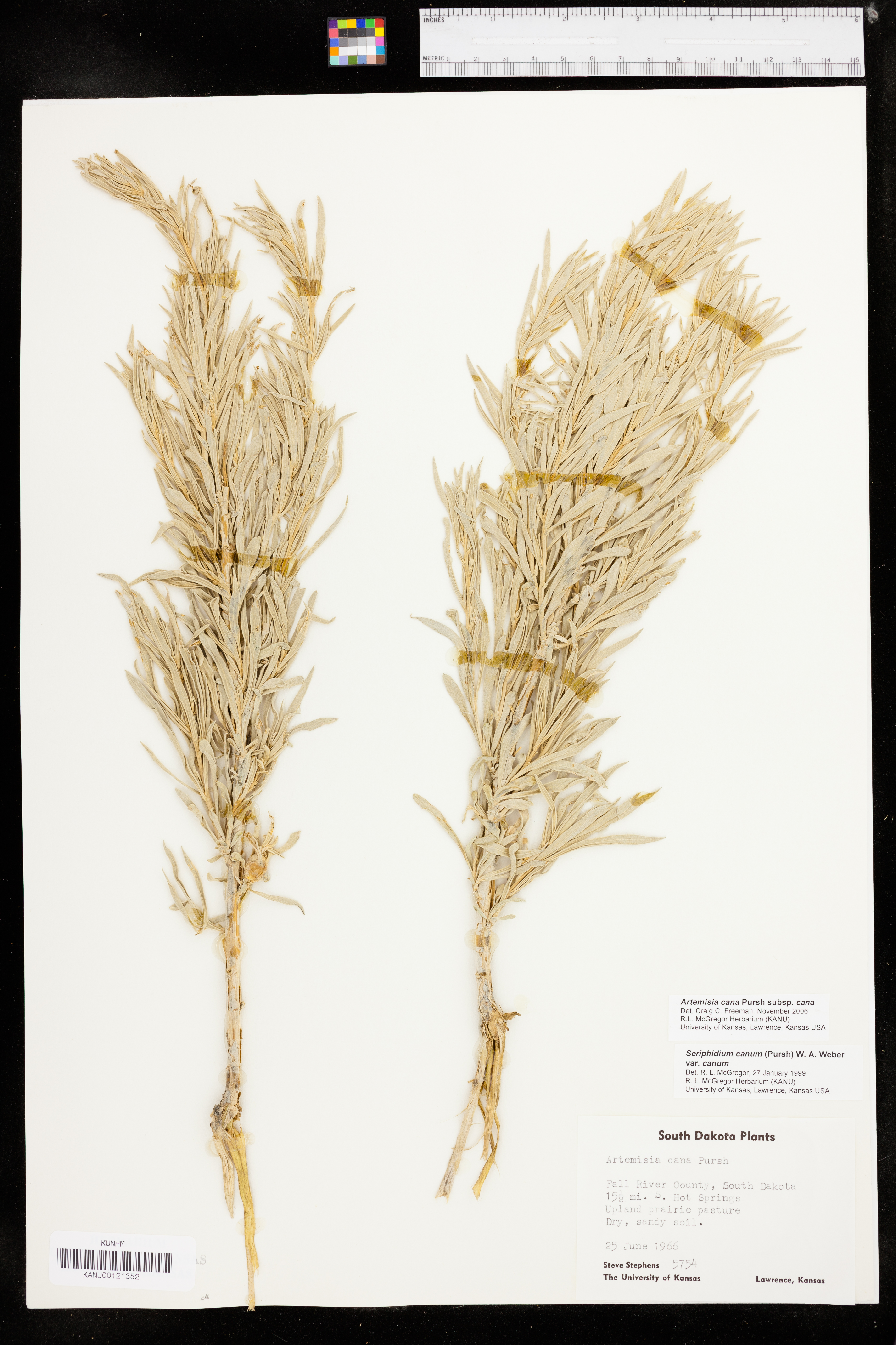 Artemisia cana subsp. cana image