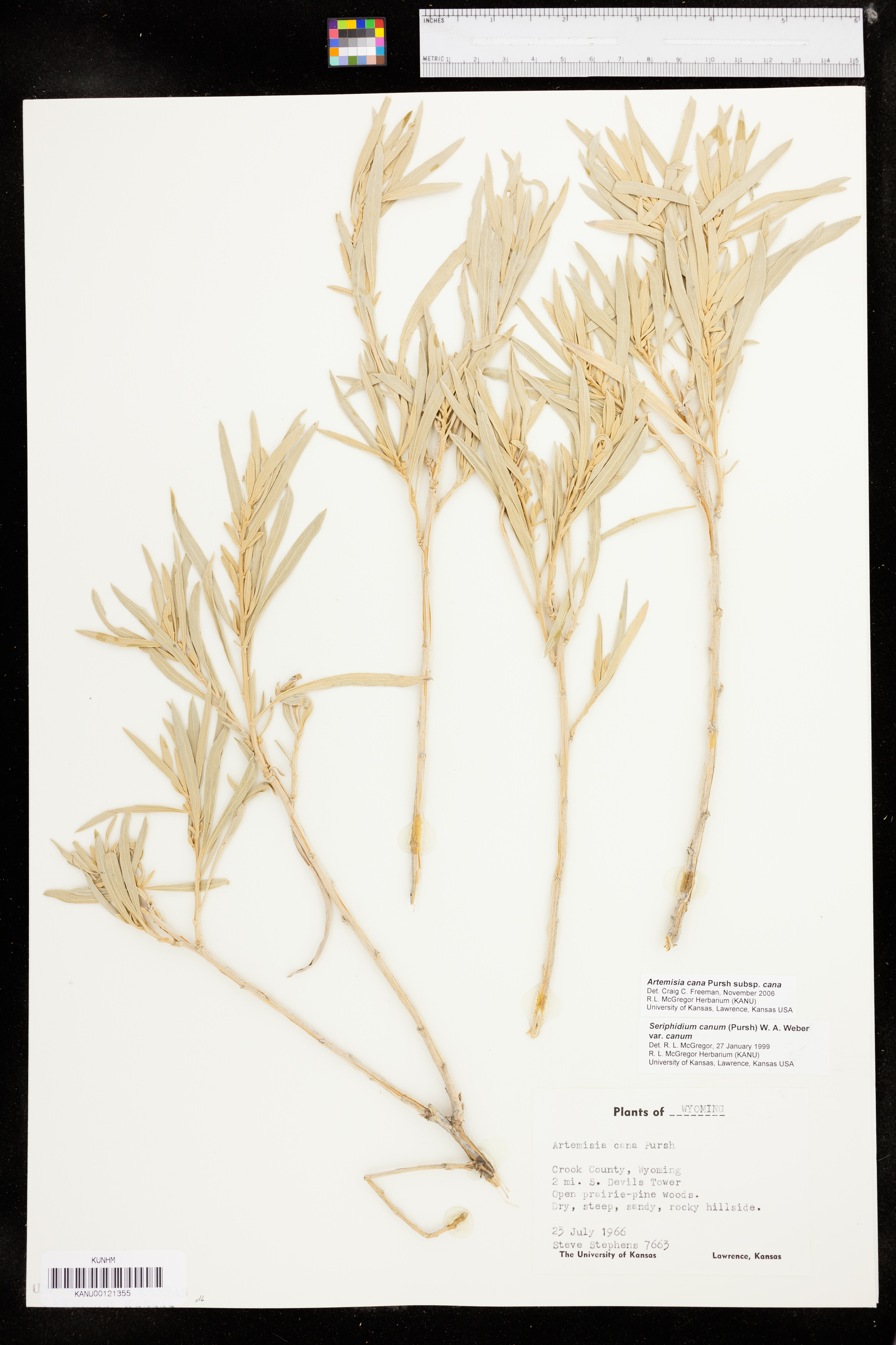 Artemisia cana subsp. cana image