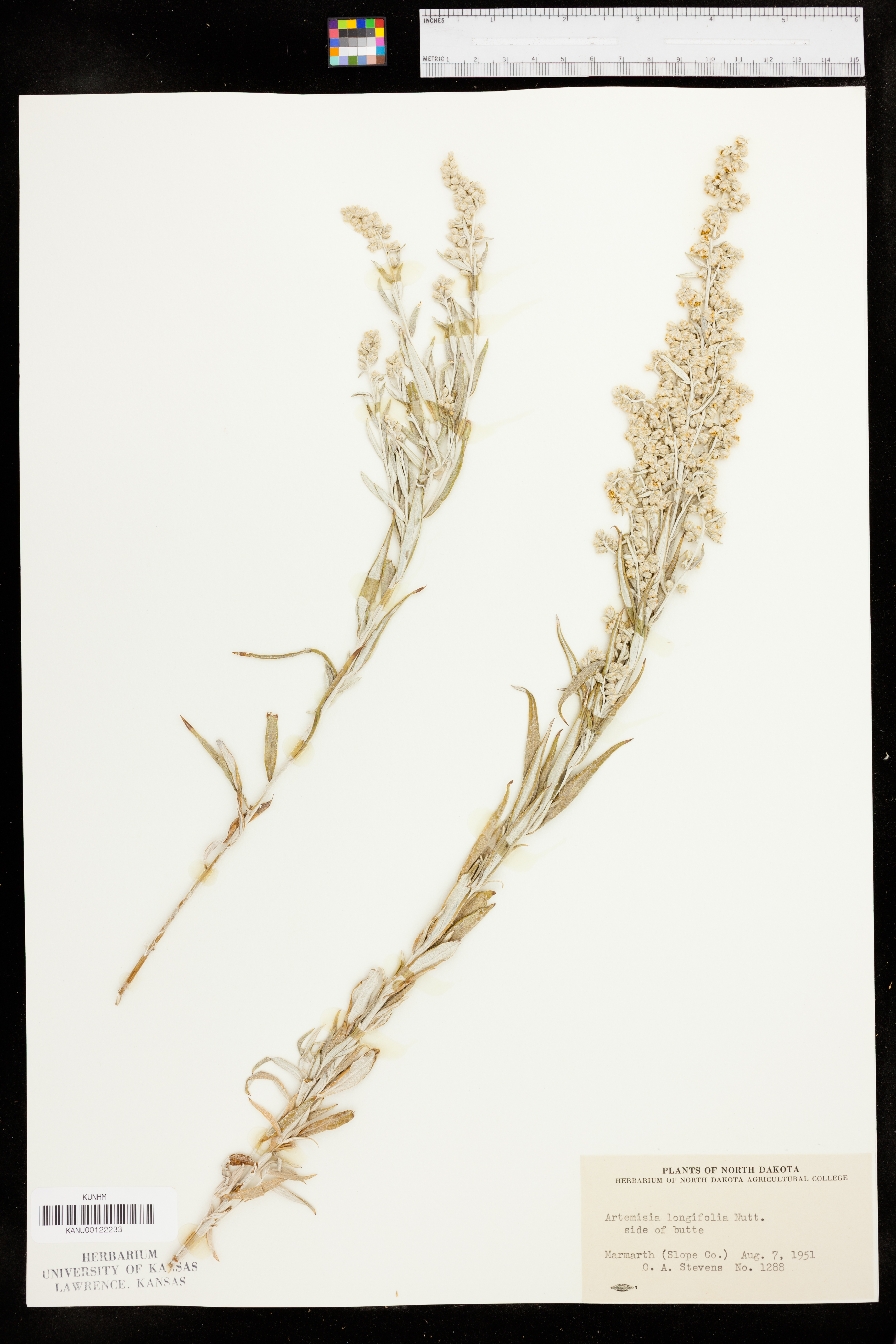 Artemisia longifolia image