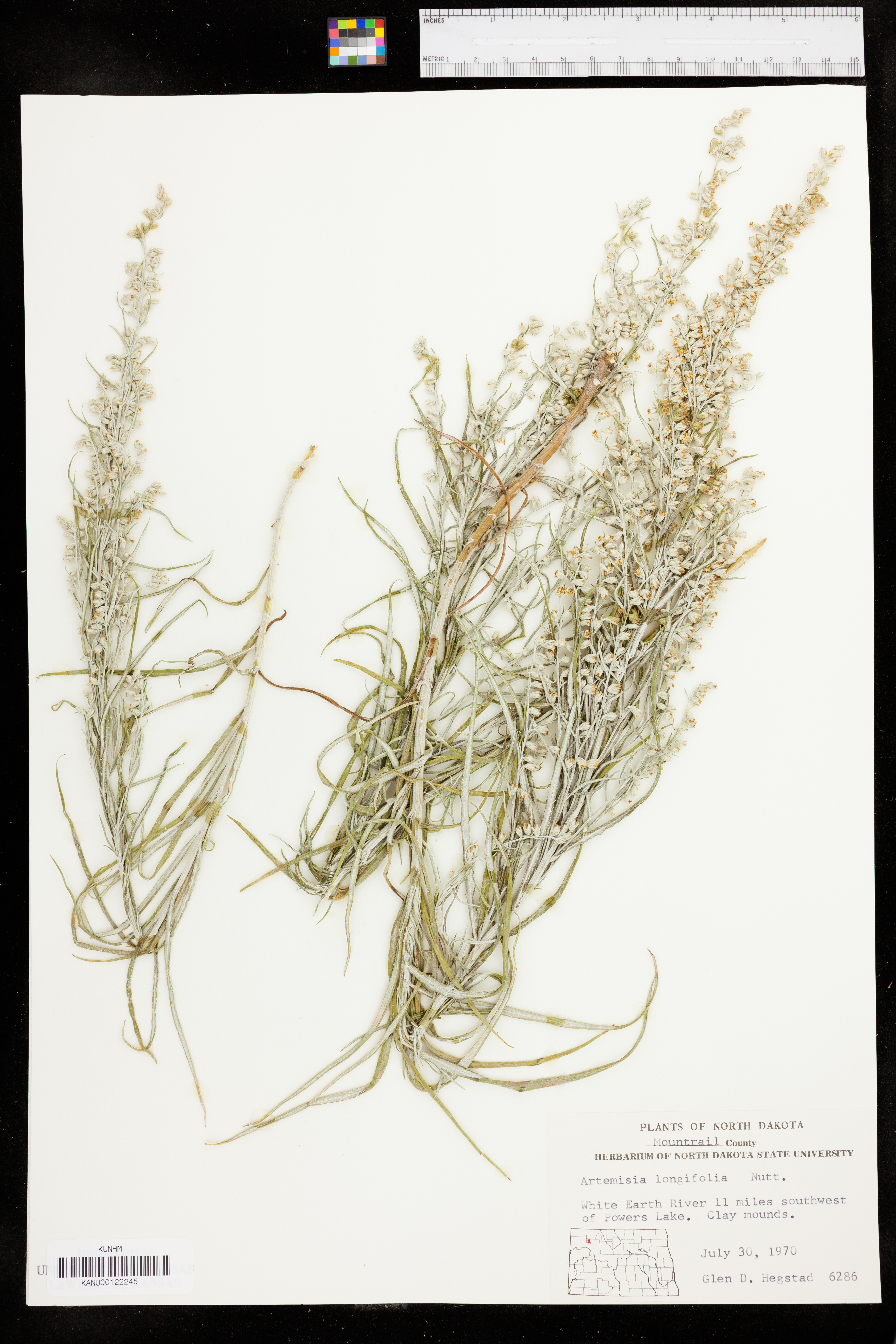 Artemisia longifolia image