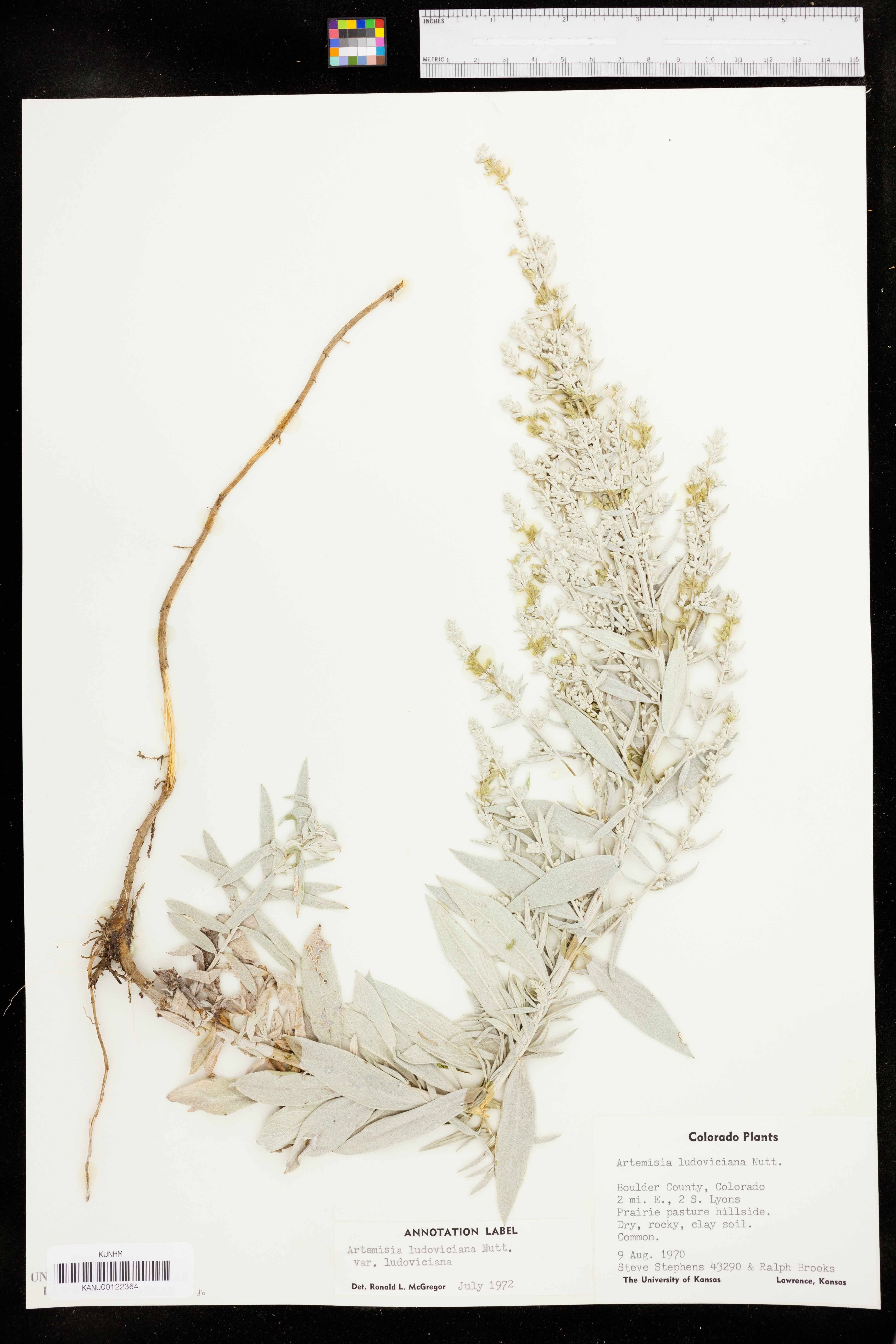 Artemisia ludoviciana var. ludoviciana image