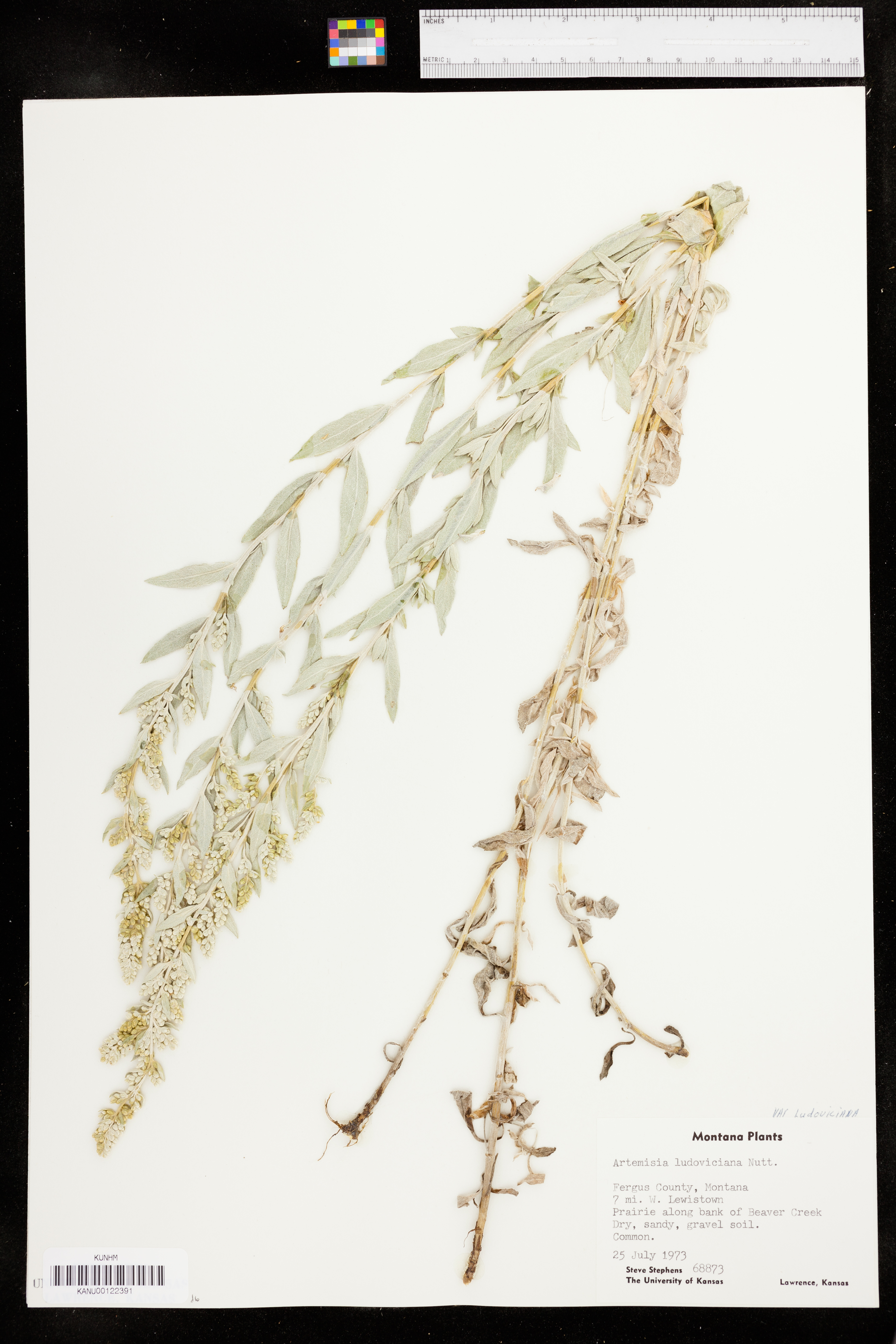 Artemisia ludoviciana var. ludoviciana image