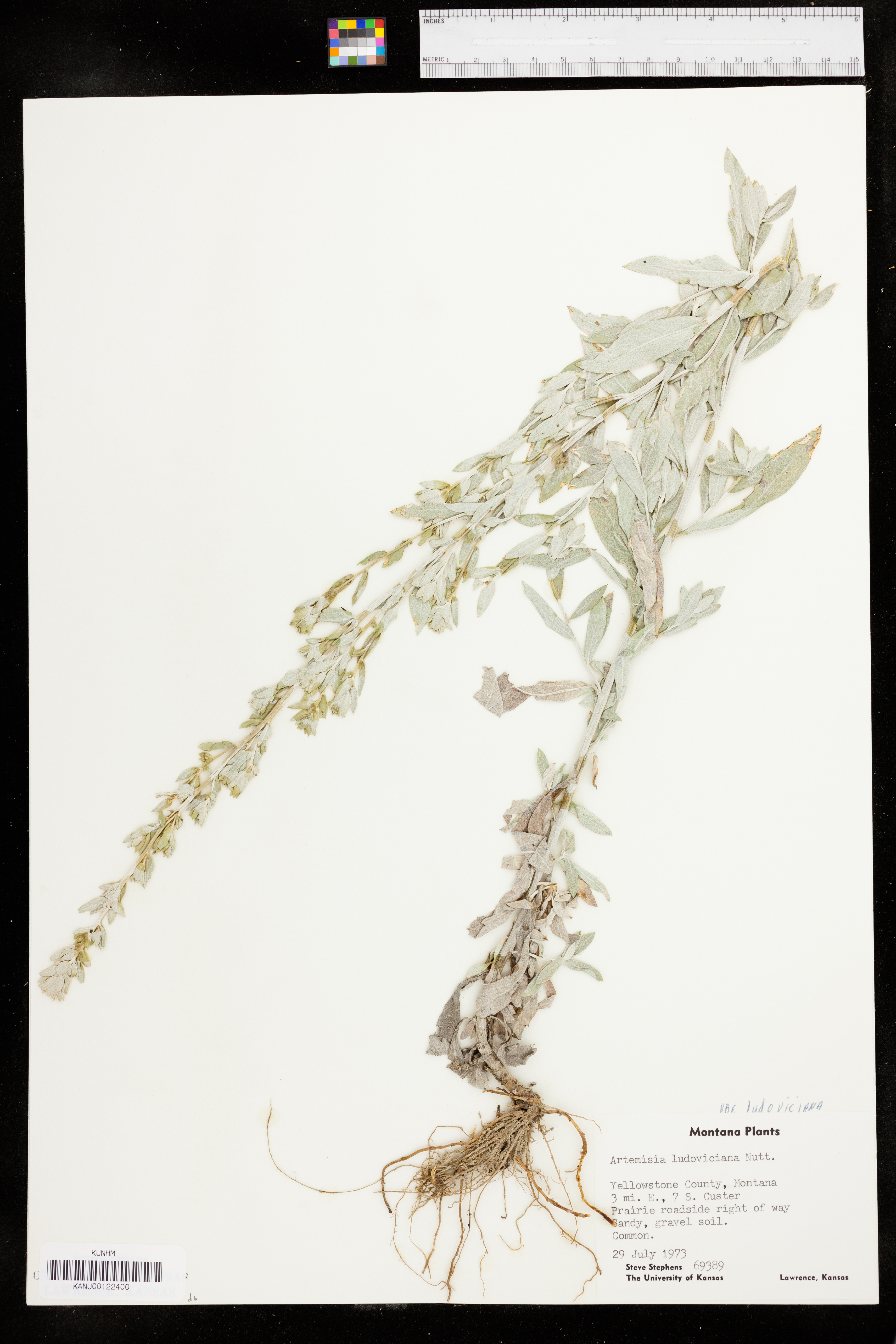 Artemisia ludoviciana var. ludoviciana image