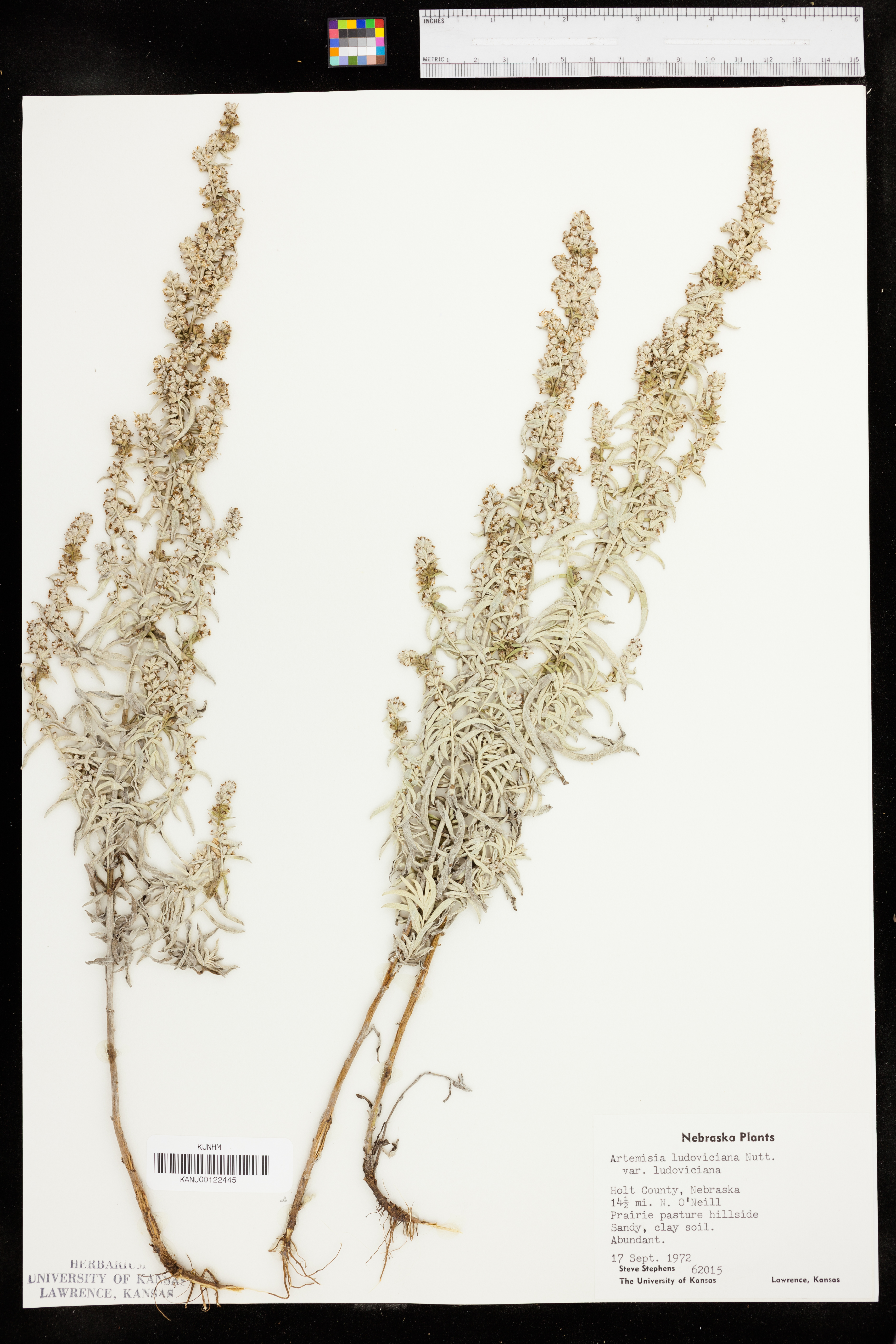 Artemisia ludoviciana var. ludoviciana image
