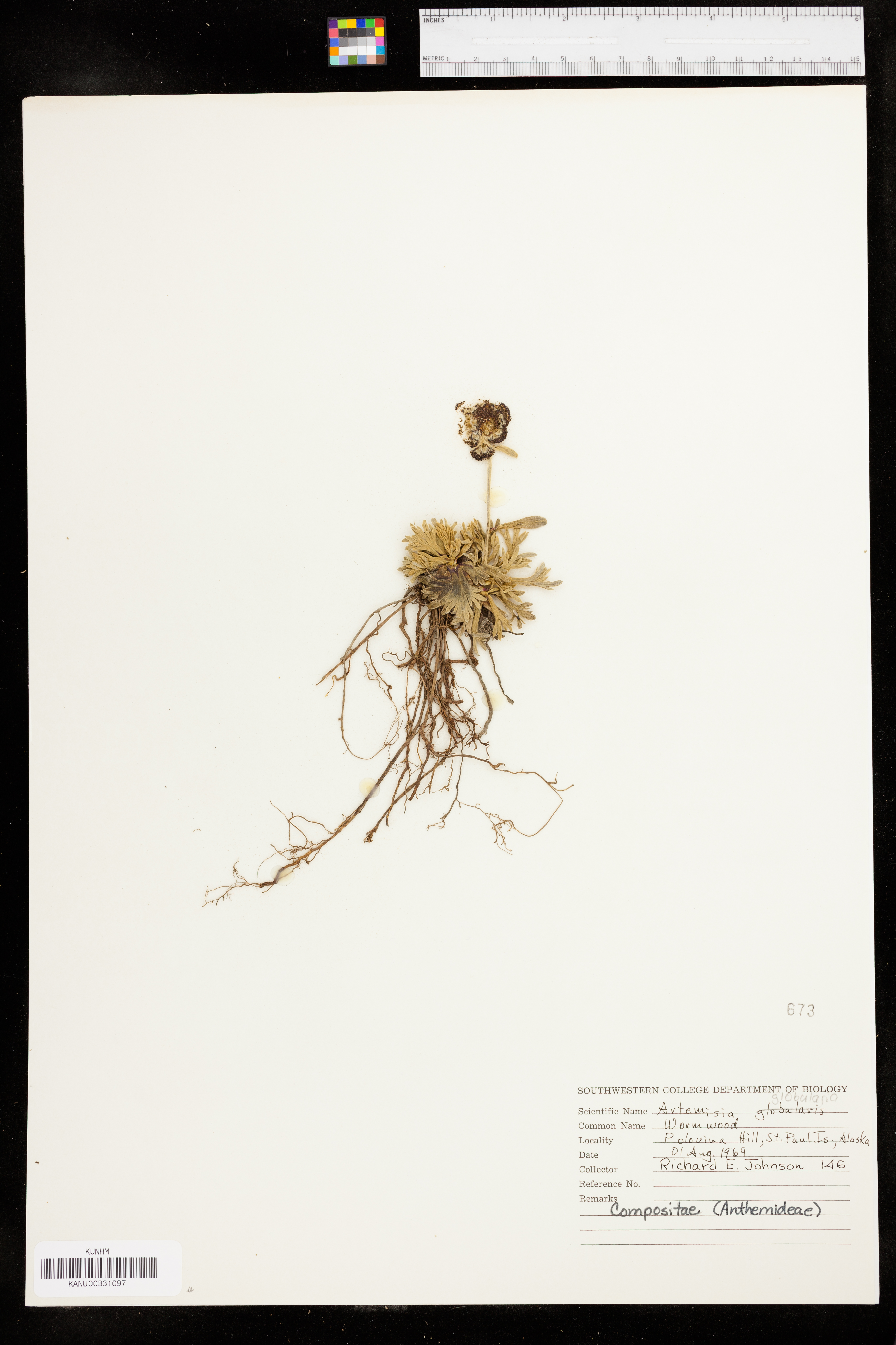 Artemisia globularia image