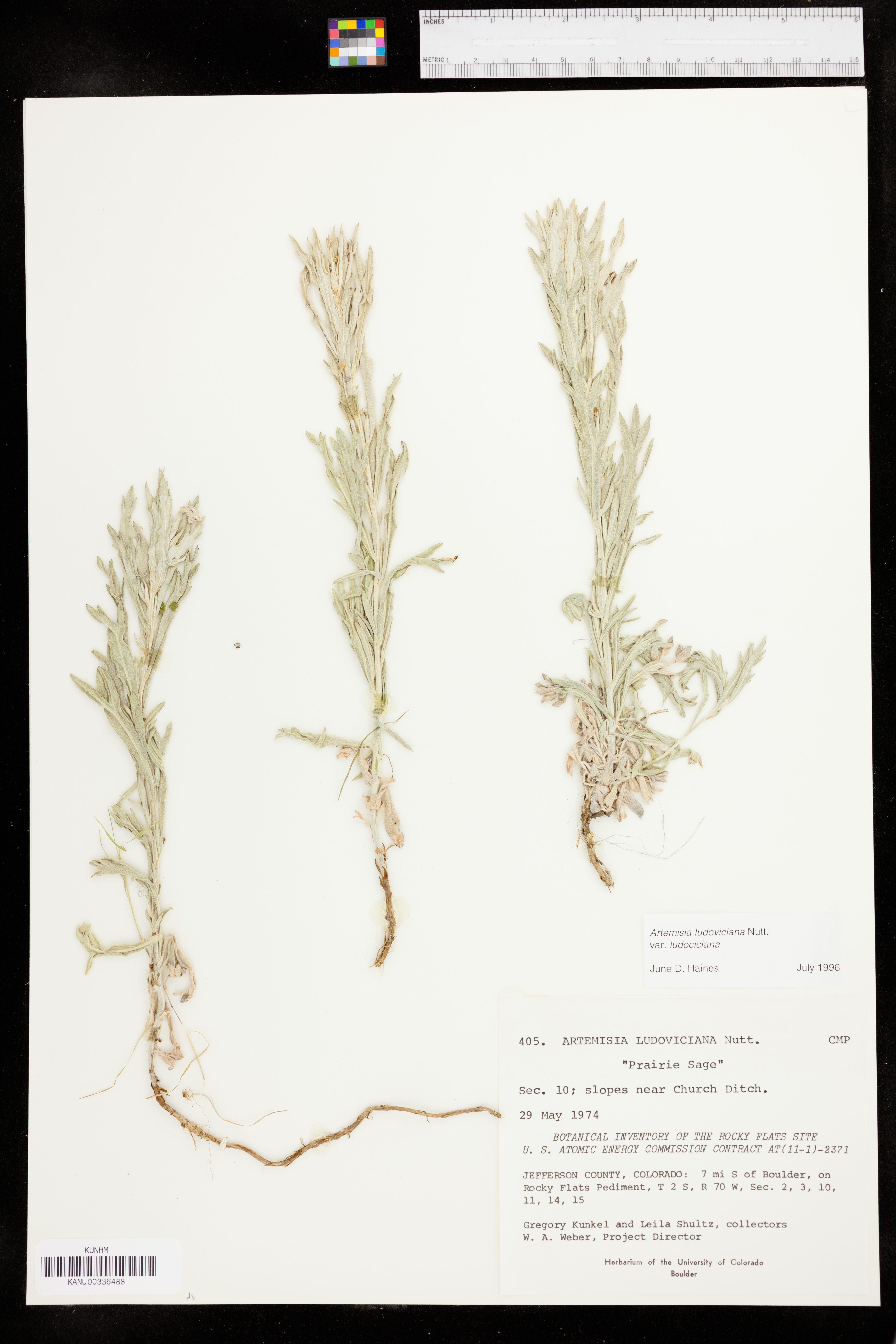 Artemisia ludoviciana var. ludoviciana image